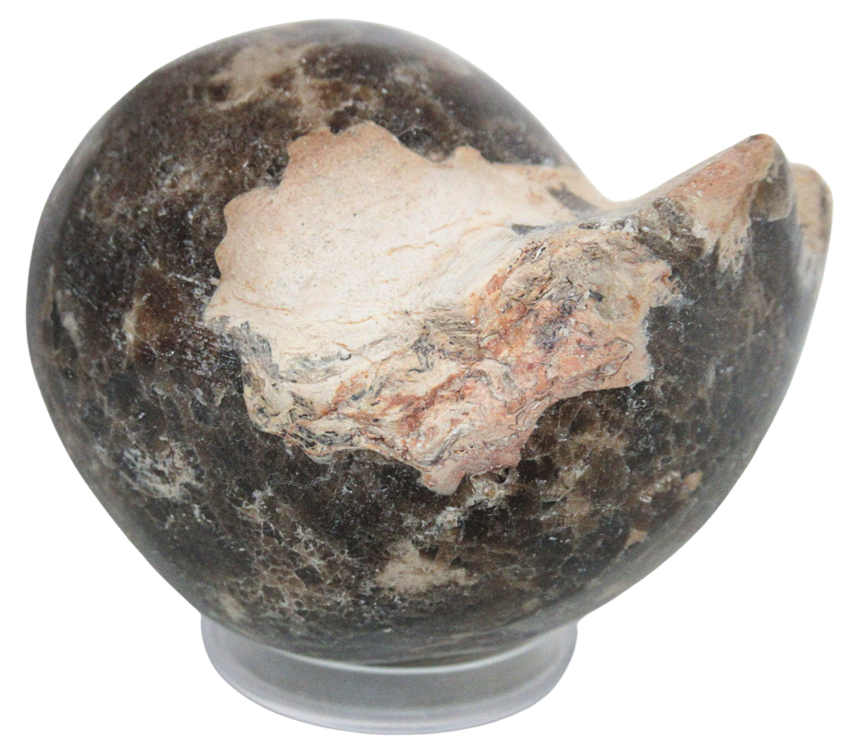 Vascoceras Ammonite Fossil For Sale Genuine Cretaceous Fossils 19 | Fossils for Sale Vascoceras Ammonite Fossil For Sale Genuine Cretaceous Fossils 19