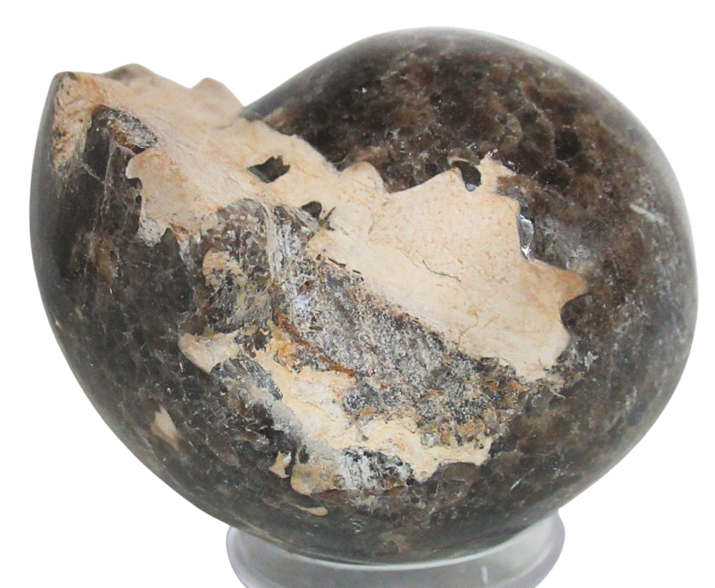 Vascoceras Ammonite Fossil For Sale Genuine Cretaceous Fossils 19a | Fossils for Sale Vascoceras Ammonite Fossil For Sale Genuine Cretaceous Fossils 19a