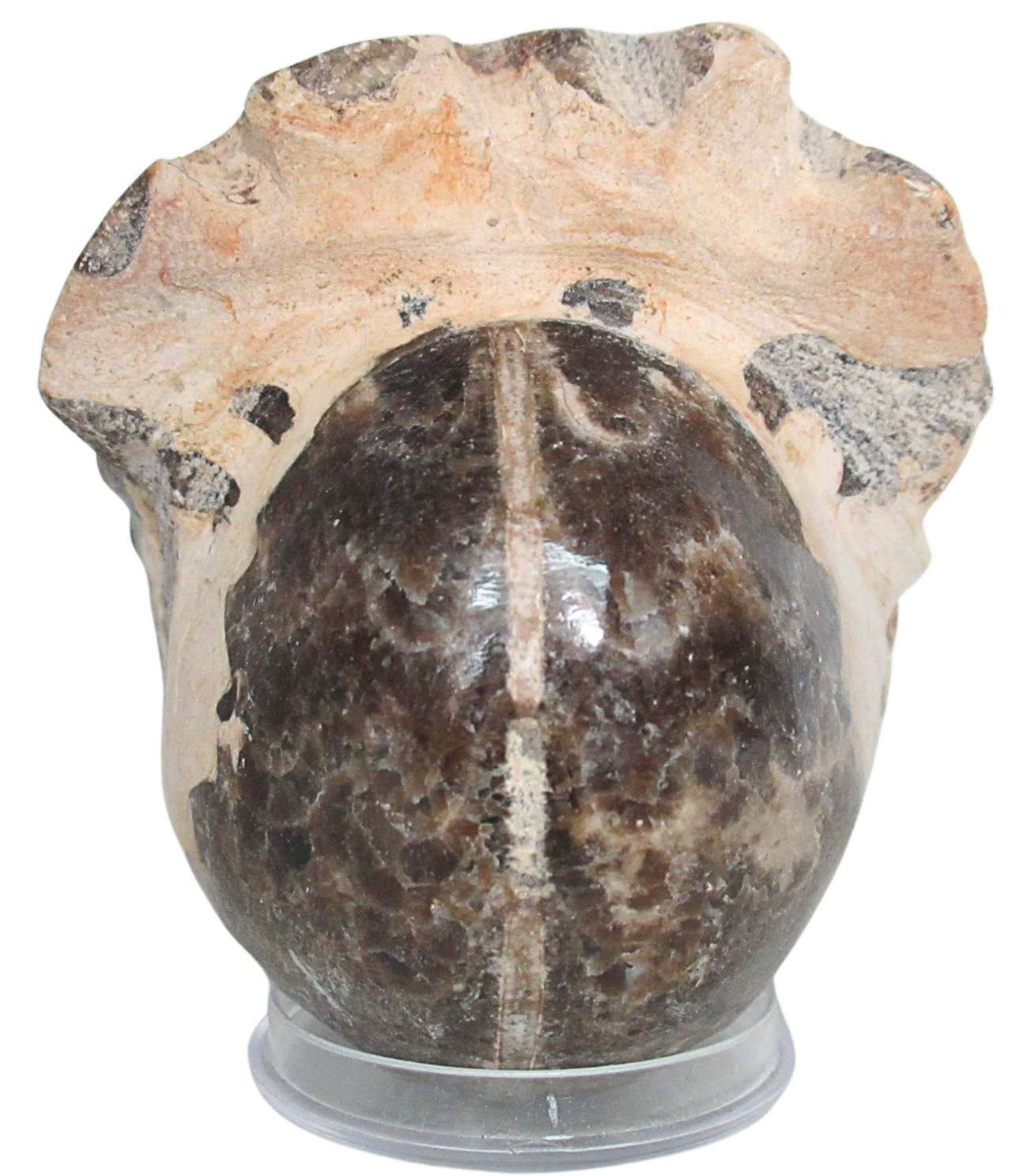 Vascoceras Ammonite Fossil For Sale Genuine Cretaceous Fossils 19b | Fossils for Sale Vascoceras Ammonite Fossil For Sale Genuine Cretaceous Fossils 19b