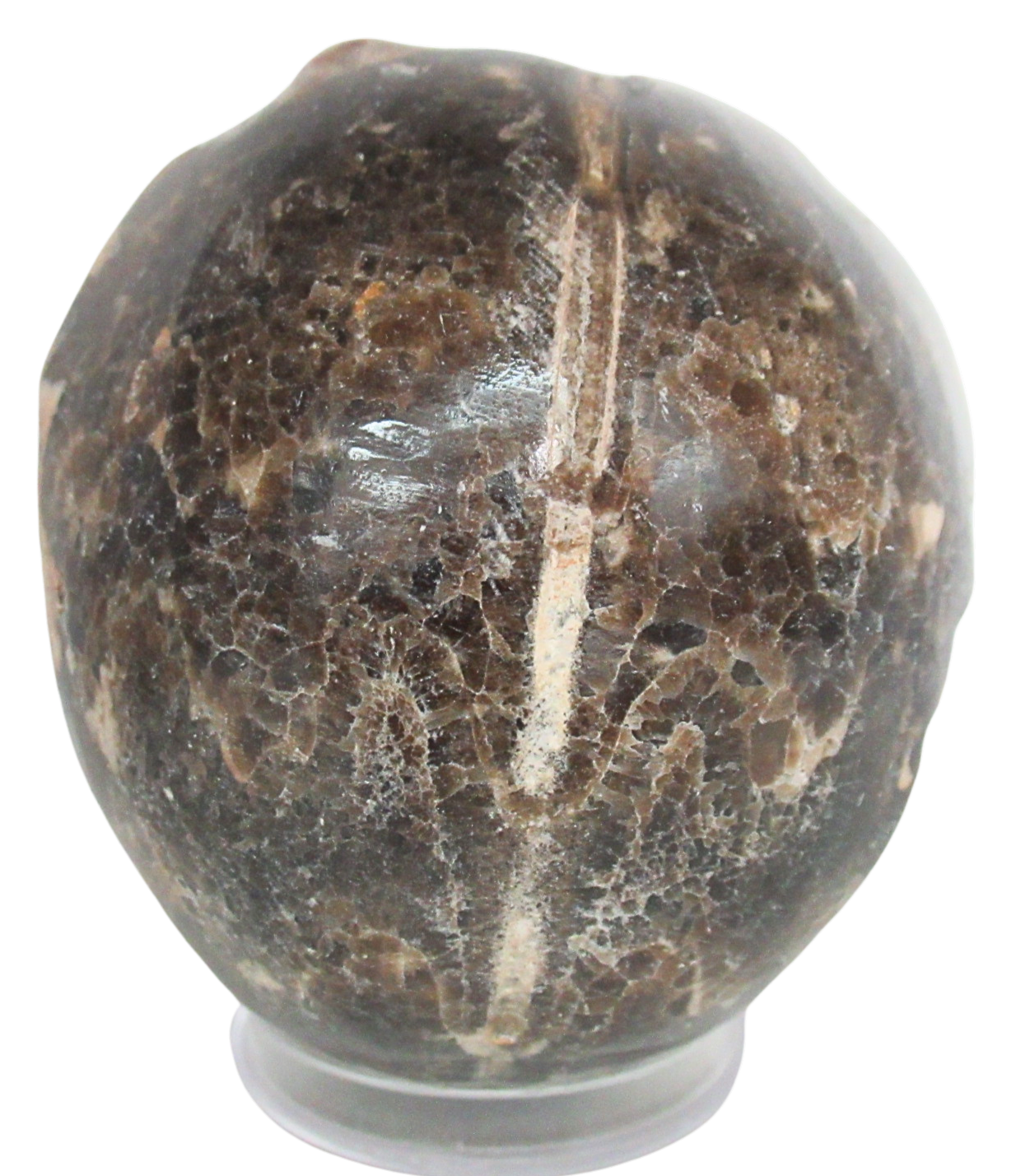 Vascoceras Ammonite Fossil For Sale Genuine Cretaceous Fossils 19c | Fossils for Sale Vascoceras Ammonite Fossil For Sale Genuine Cretaceous Fossils 19c