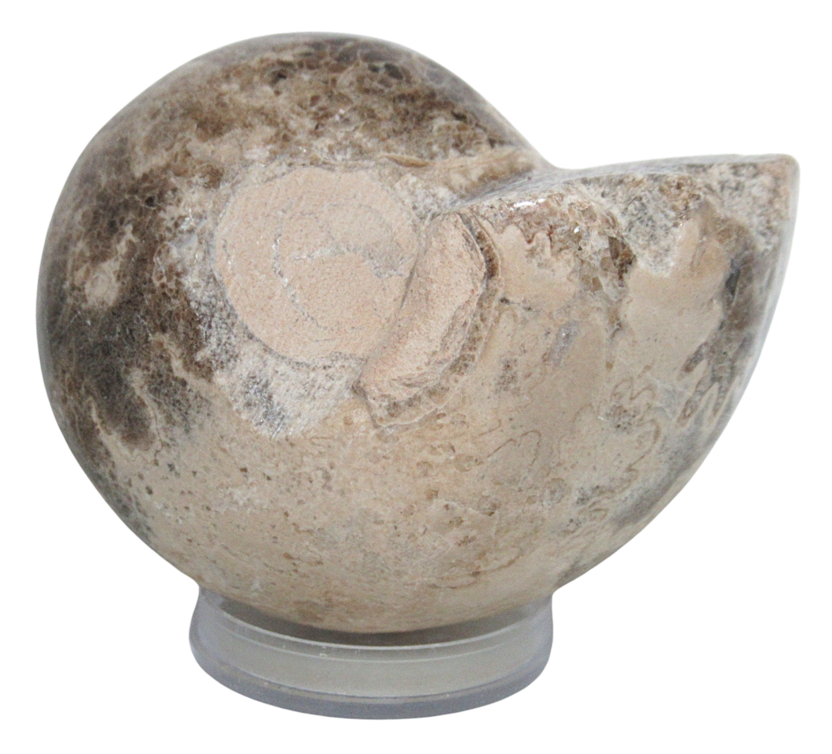 Vascoceras Ammonite Fossil For Sale Genuine Cretaceous Fossils 1a | Fossils for Sale Vascoceras Ammonite Fossil For Sale Genuine Cretaceous Fossils 1a