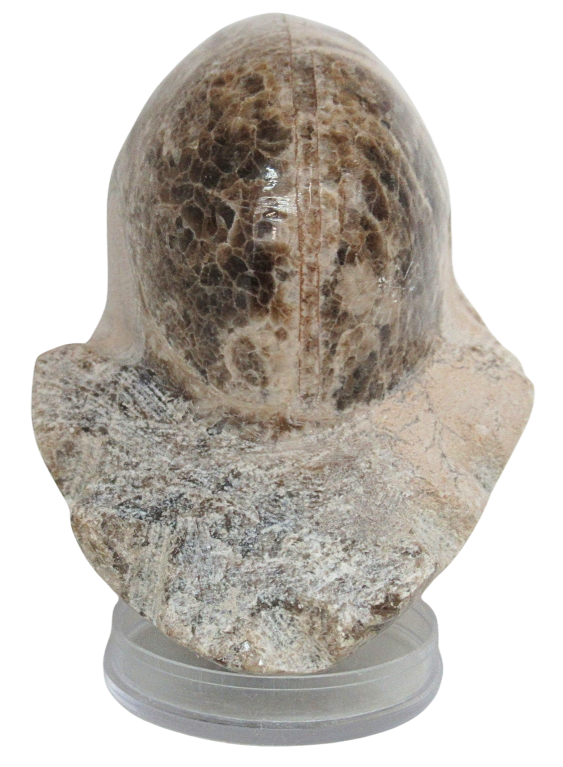 Vascoceras Ammonite Fossil For Sale Genuine Cretaceous Fossils 1b | Fossils for Sale Vascoceras Ammonite Fossil For Sale Genuine Cretaceous Fossils 1b