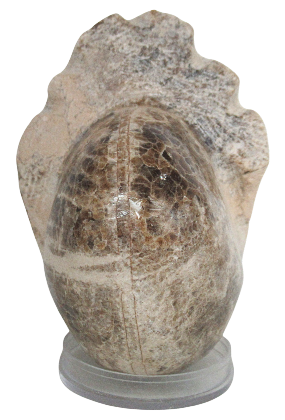 Vascoceras Ammonite Fossil For Sale Genuine Cretaceous Fossils 1c | Fossils for Sale Vascoceras Ammonite Fossil For Sale Genuine Cretaceous Fossils 1c