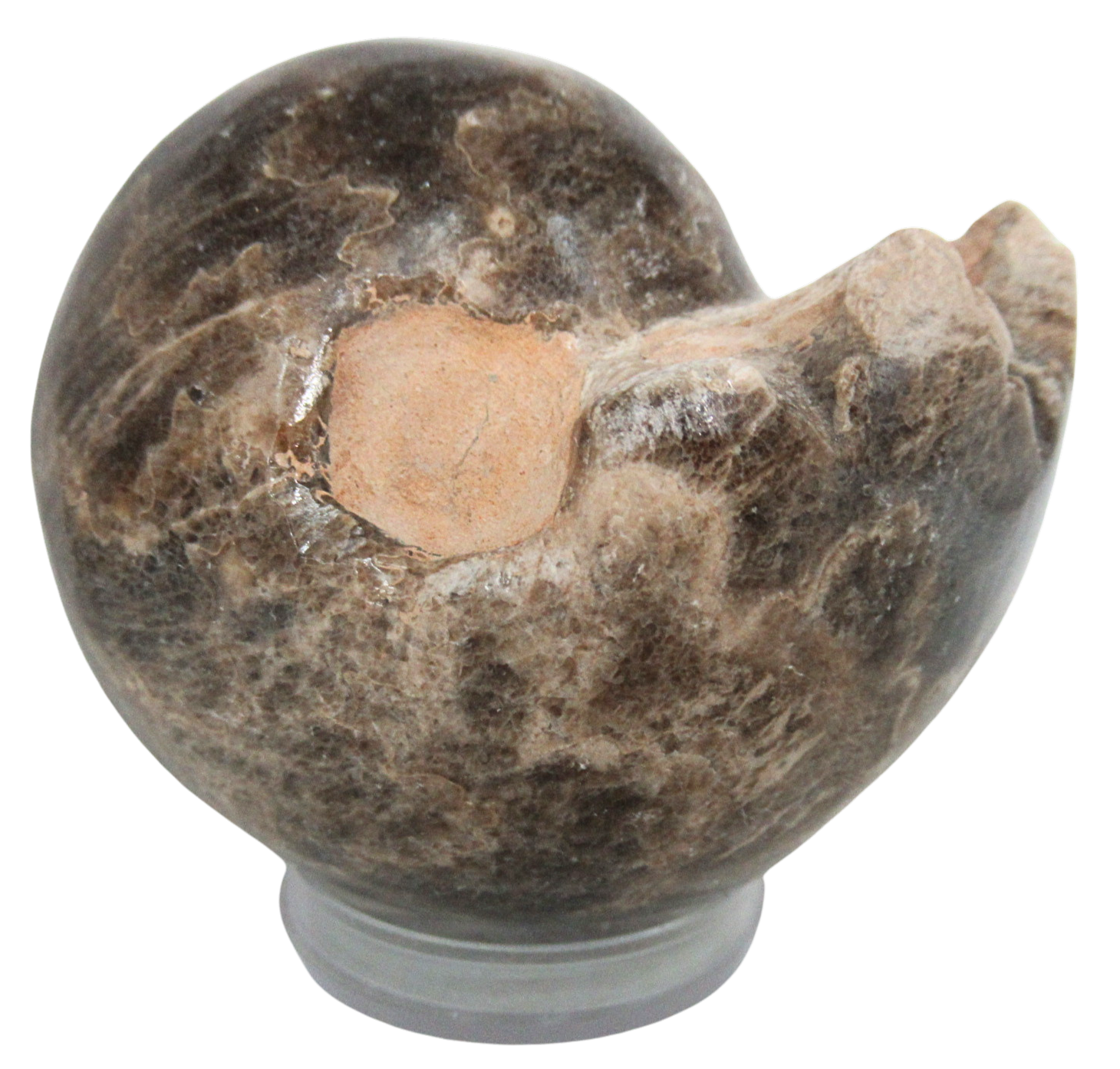 Vascoceras Ammonite Fossil For Sale Genuine Cretaceous Fossils 2 | Fossils for Sale Vascoceras Ammonite Fossil For Sale Genuine Cretaceous Fossils 2