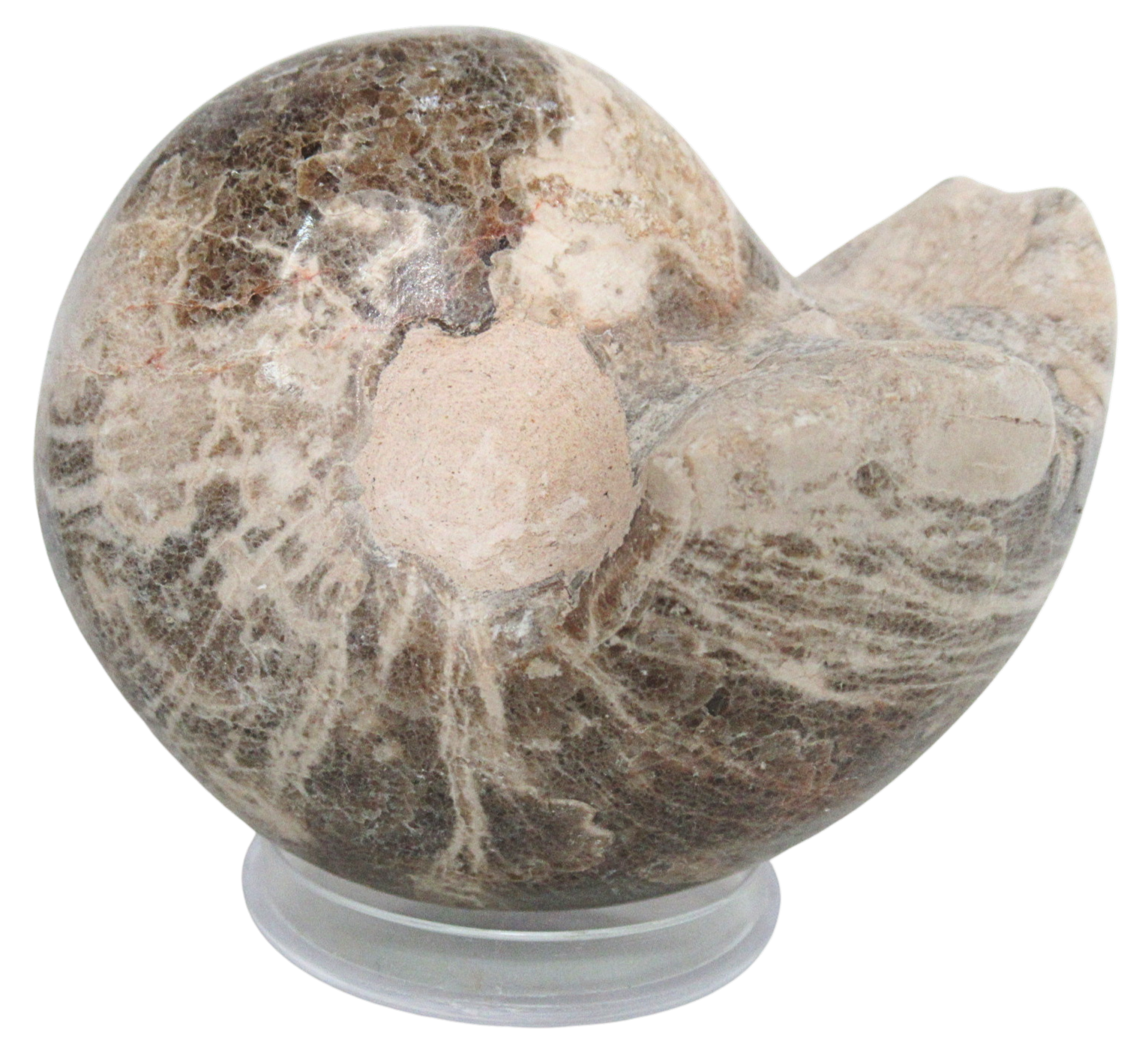 Vascoceras Ammonite Fossil For Sale Genuine Cretaceous Fossils 20 | Fossils for Sale Vascoceras Ammonite Fossil For Sale Genuine Cretaceous Fossils 20