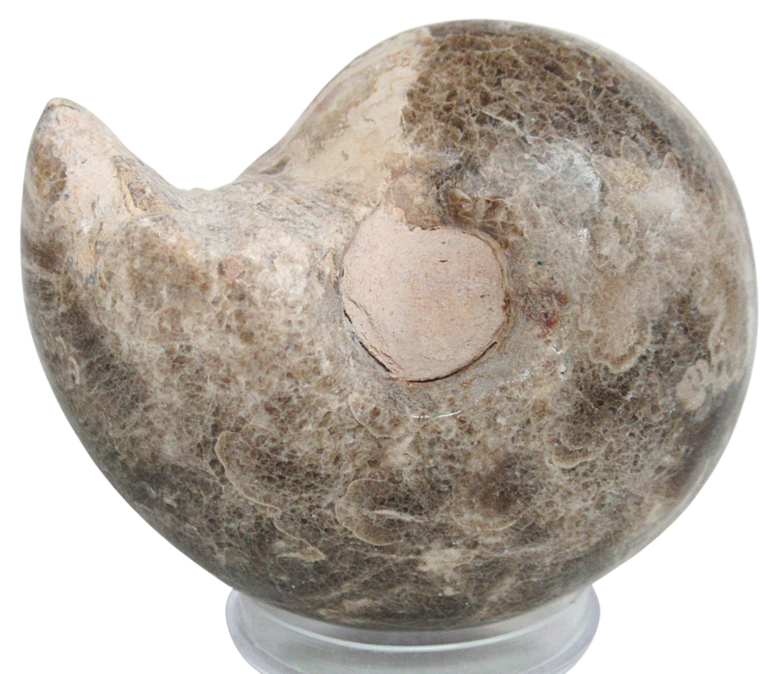 Vascoceras Ammonite Fossil For Sale Genuine Cretaceous Fossils 20a | Fossils for Sale Vascoceras Ammonite Fossil For Sale Genuine Cretaceous Fossils 20a