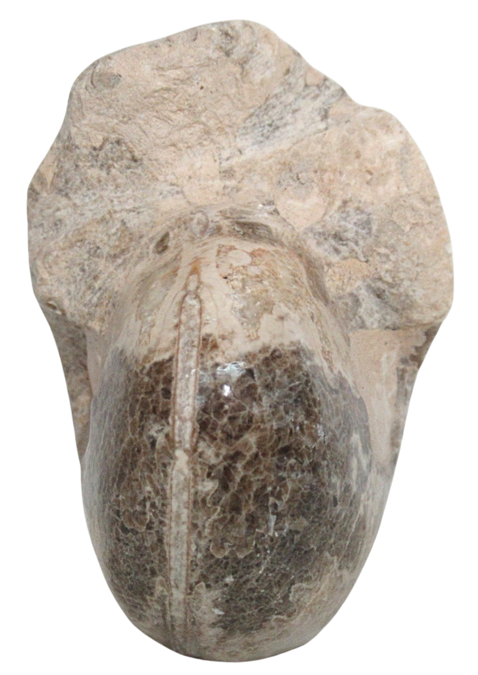 Vascoceras Ammonite Fossil For Sale Genuine Cretaceous Fossils 20b | Fossils for Sale Vascoceras Ammonite Fossil For Sale Genuine Cretaceous Fossils 20b
