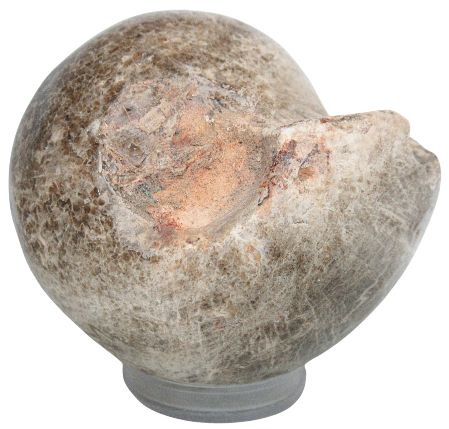 Vascoceras Ammonite Fossil For Sale Genuine Cretaceous Fossils 21 | Fossils for Sale Vascoceras Ammonite Fossil For Sale Genuine Cretaceous Fossils 21