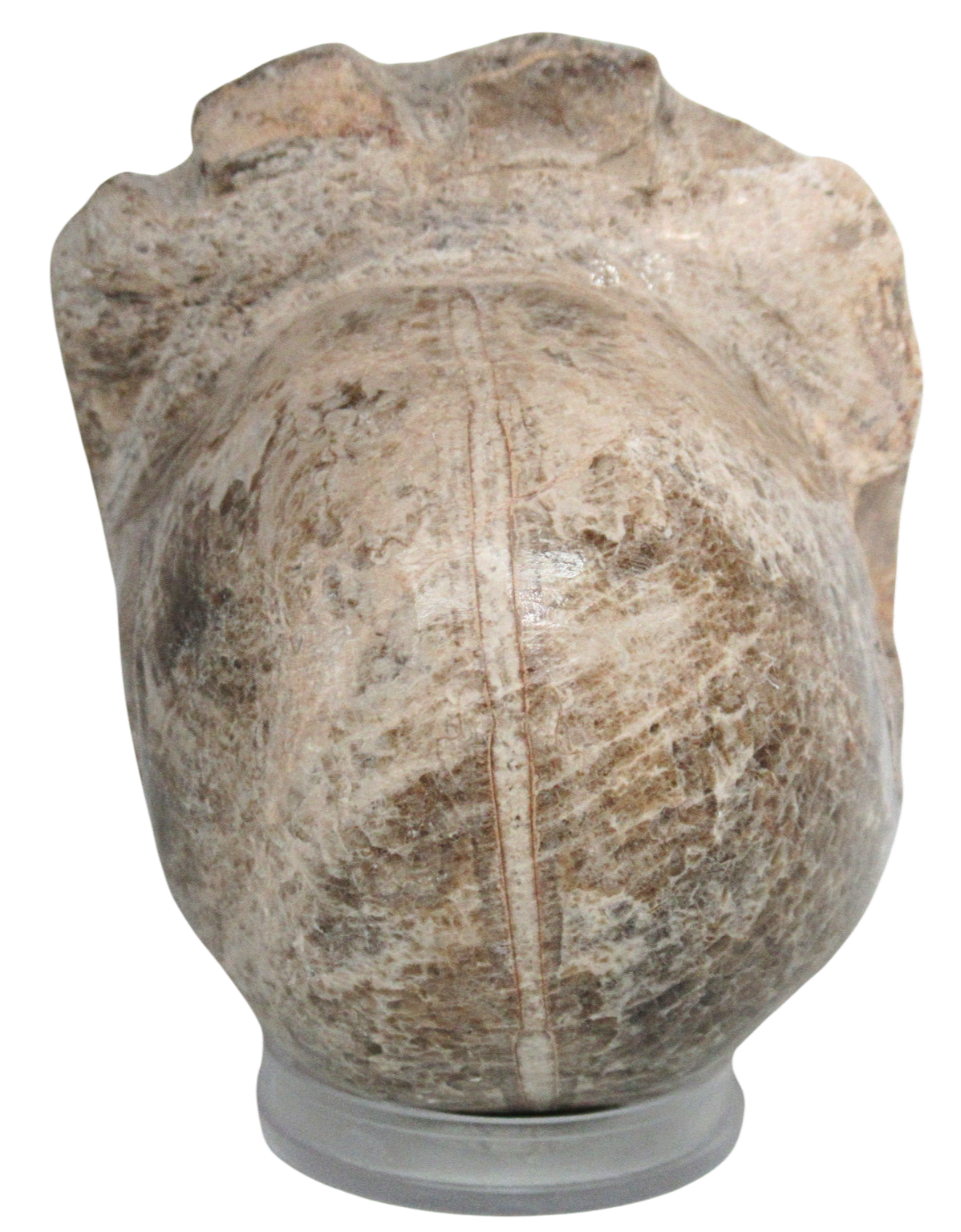 Vascoceras Ammonite Fossil For Sale Genuine Cretaceous Fossils 21b | Fossils for Sale Vascoceras Ammonite Fossil For Sale Genuine Cretaceous Fossils 21b