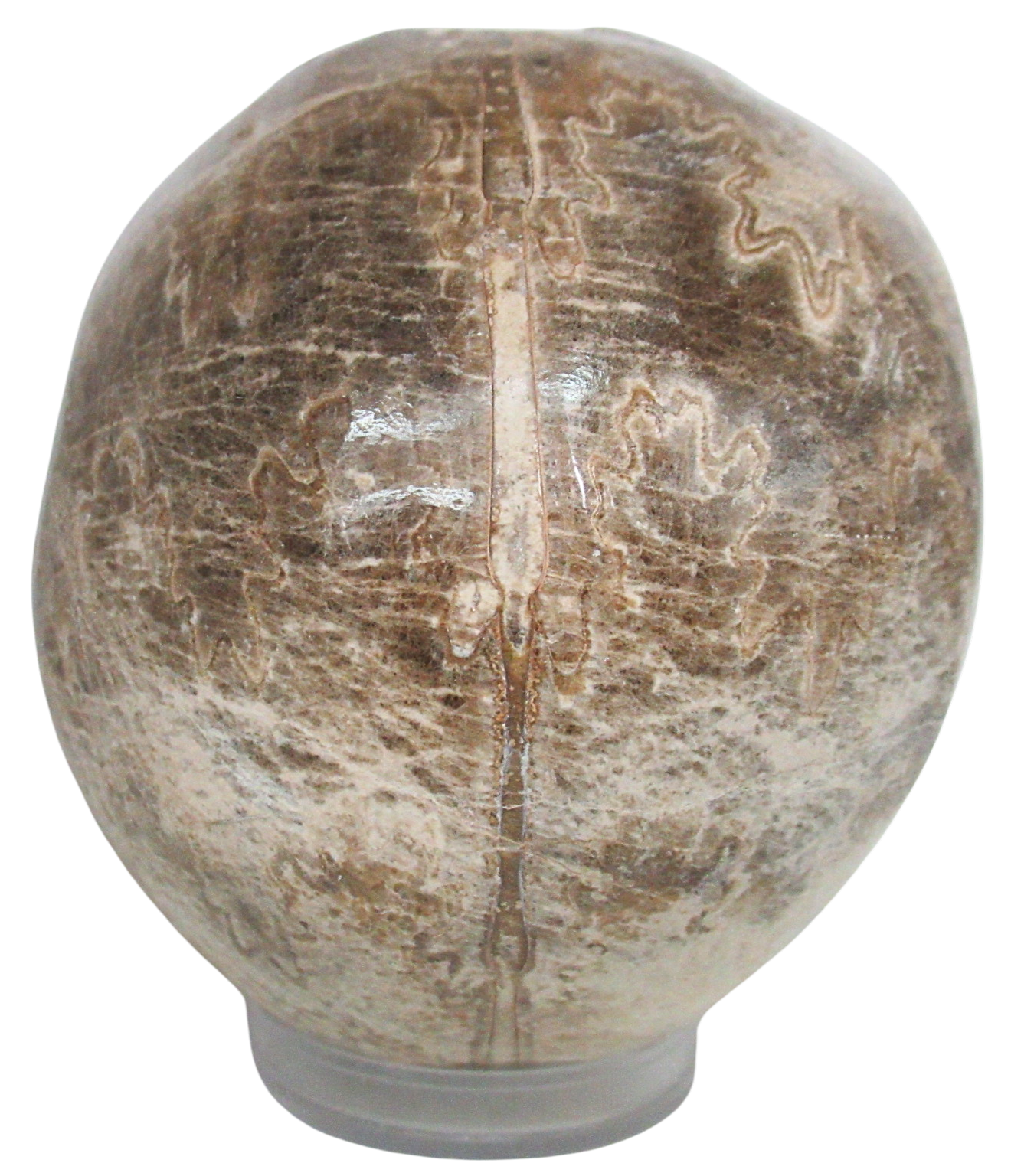 Vascoceras Ammonite Fossil For Sale Genuine Cretaceous Fossils 21c | Fossils for Sale Vascoceras Ammonite Fossil For Sale Genuine Cretaceous Fossils 21c