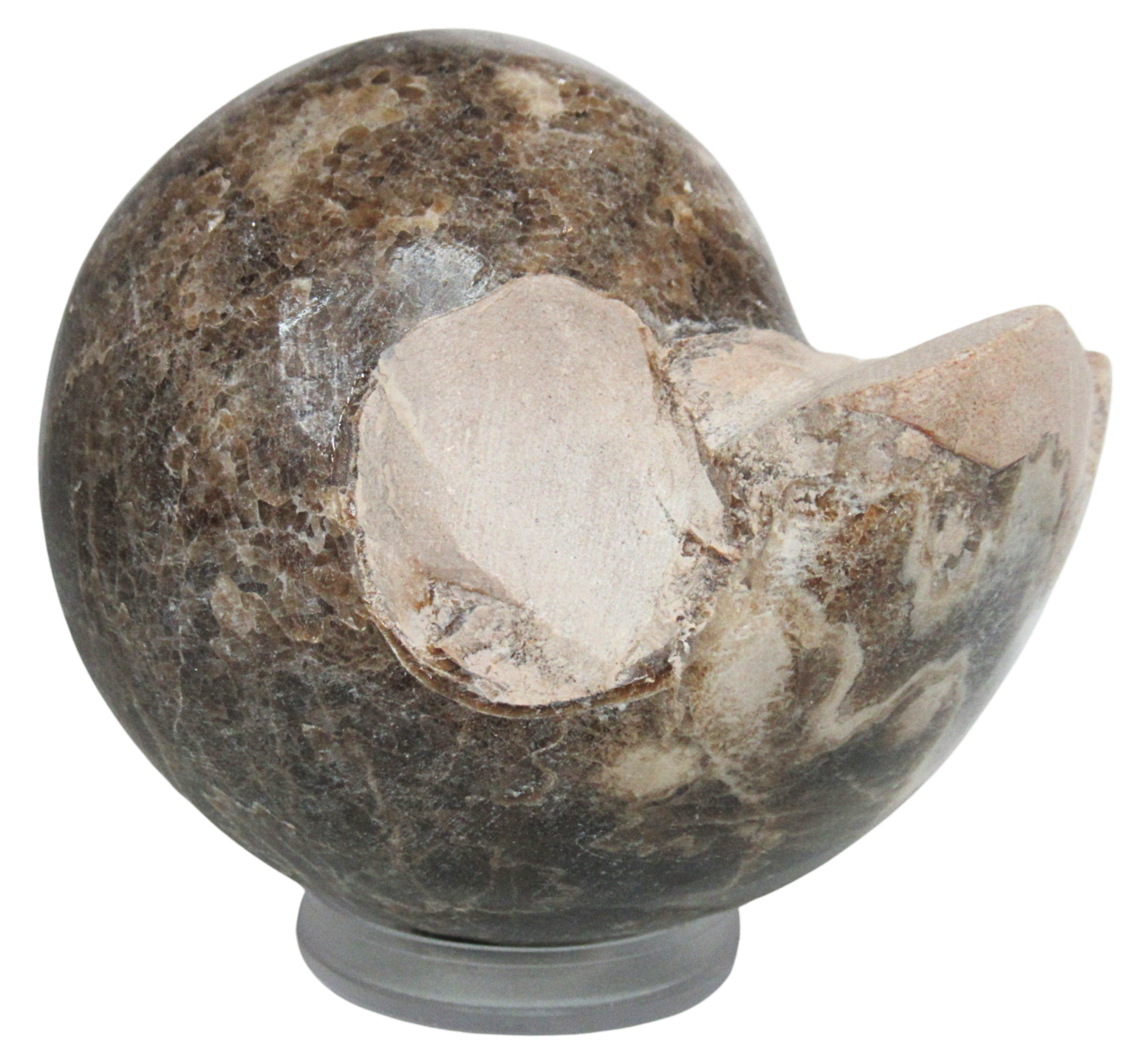 Vascoceras Ammonite Fossil For Sale Genuine Cretaceous Fossils 22 | Fossils for Sale Vascoceras Ammonite Fossil For Sale Genuine Cretaceous Fossils 22