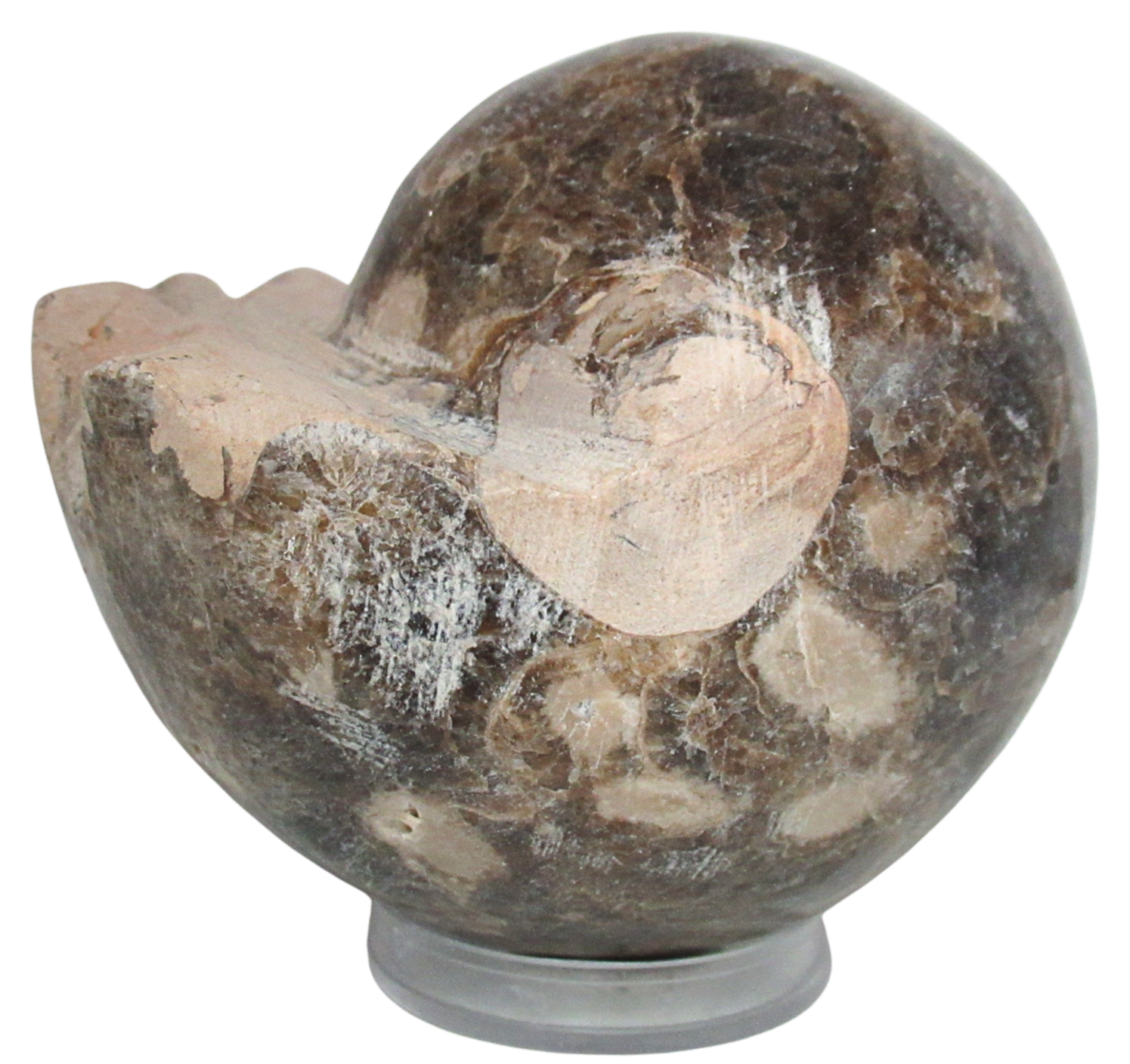 Vascoceras Ammonite Fossil For Sale Genuine Cretaceous Fossils 22a | Fossils for Sale Vascoceras Ammonite Fossil For Sale Genuine Cretaceous Fossils 22a