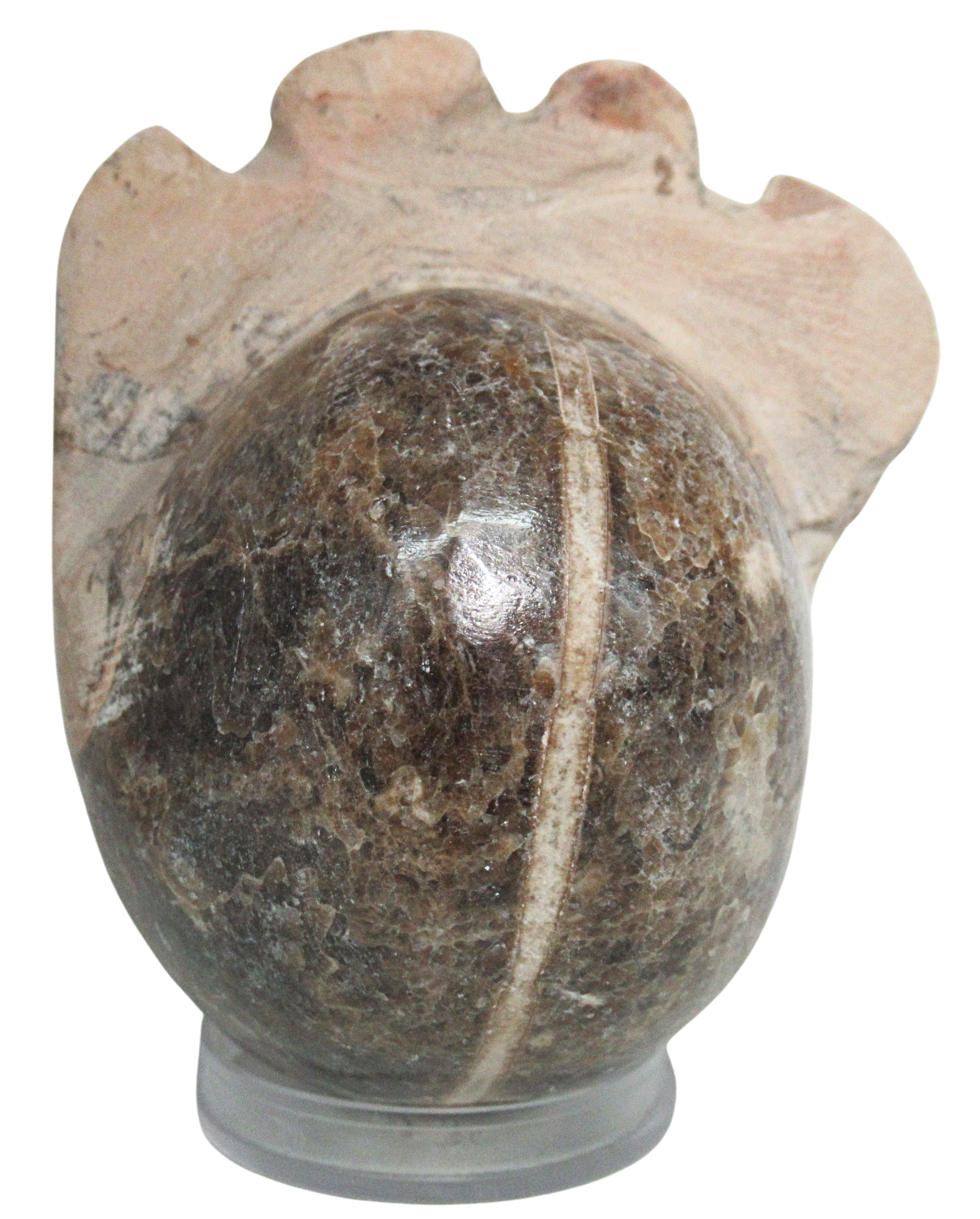 Vascoceras Ammonite Fossil For Sale Genuine Cretaceous Fossils 22b | Fossils for Sale Vascoceras Ammonite Fossil For Sale Genuine Cretaceous Fossils 22b