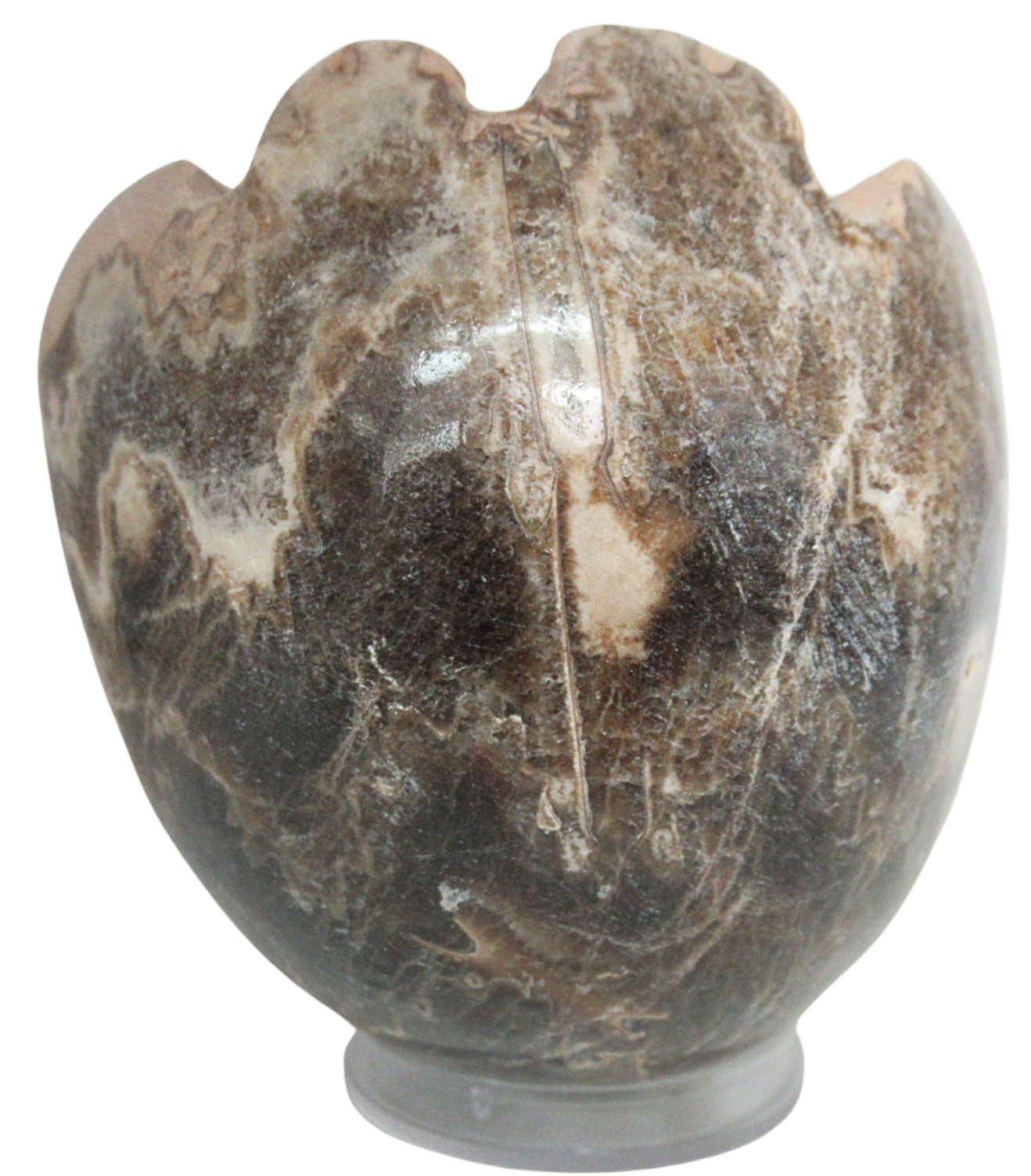 Vascoceras Ammonite Fossil For Sale Genuine Cretaceous Fossils 22c | Fossils for Sale Vascoceras Ammonite Fossil For Sale Genuine Cretaceous Fossils 22c