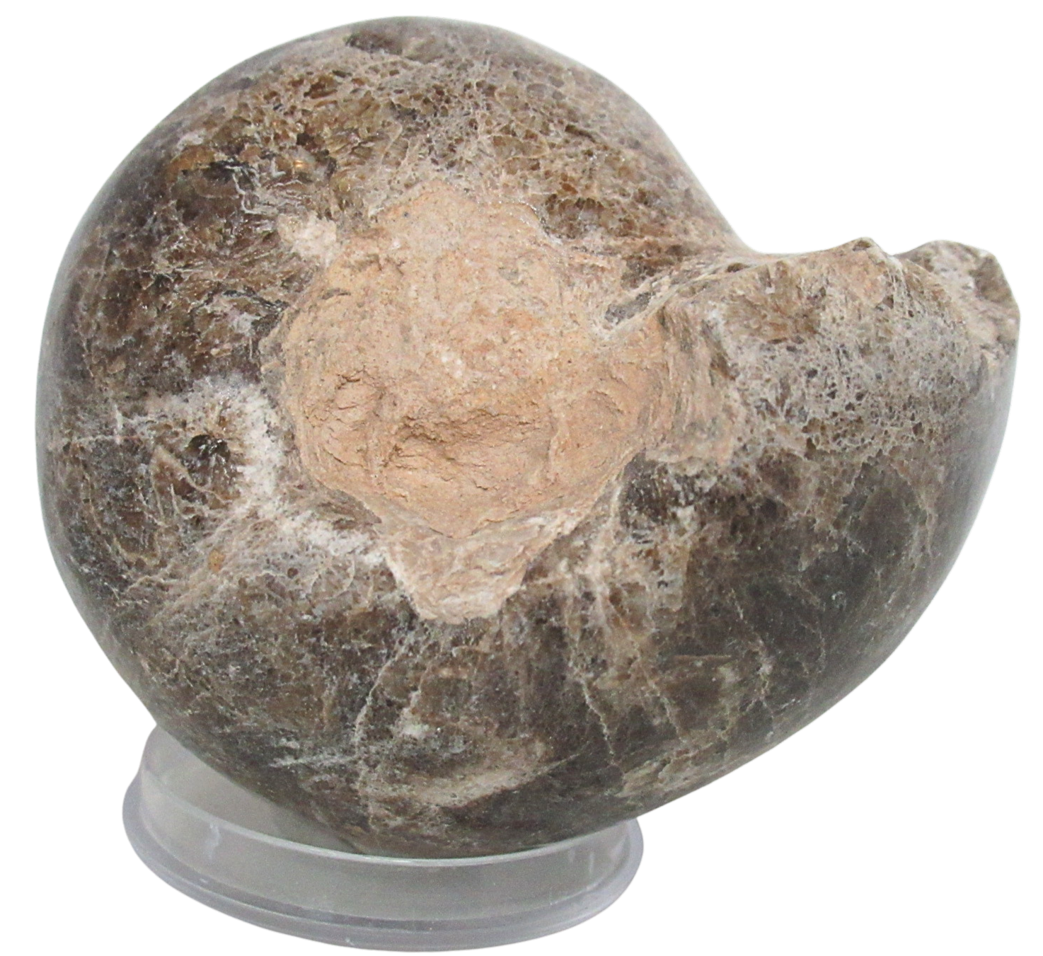 Vascoceras Ammonite Fossil For Sale Genuine Cretaceous Fossils 23 | Fossils for Sale Vascoceras Ammonite Fossil For Sale Genuine Cretaceous Fossils 23