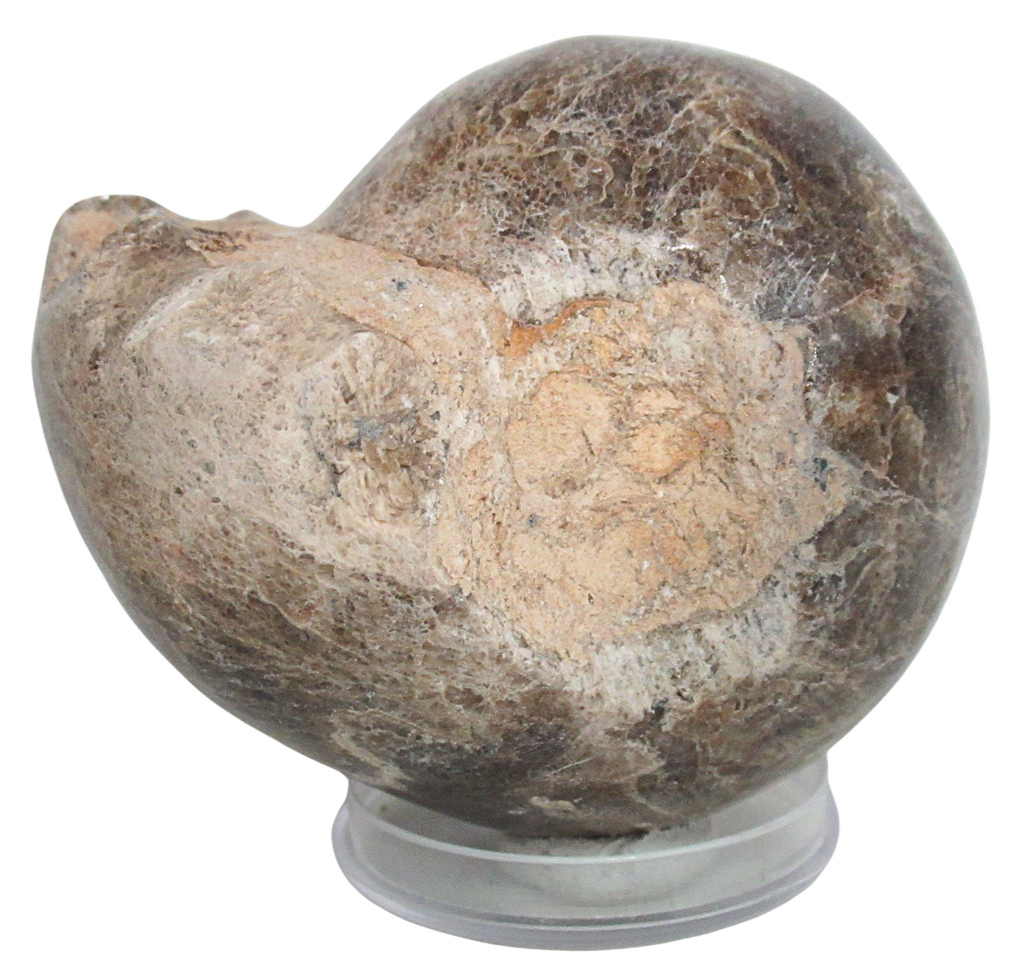 Vascoceras Ammonite Fossil For Sale Genuine Cretaceous Fossils 23a | Fossils for Sale Vascoceras Ammonite Fossil For Sale Genuine Cretaceous Fossils 23a