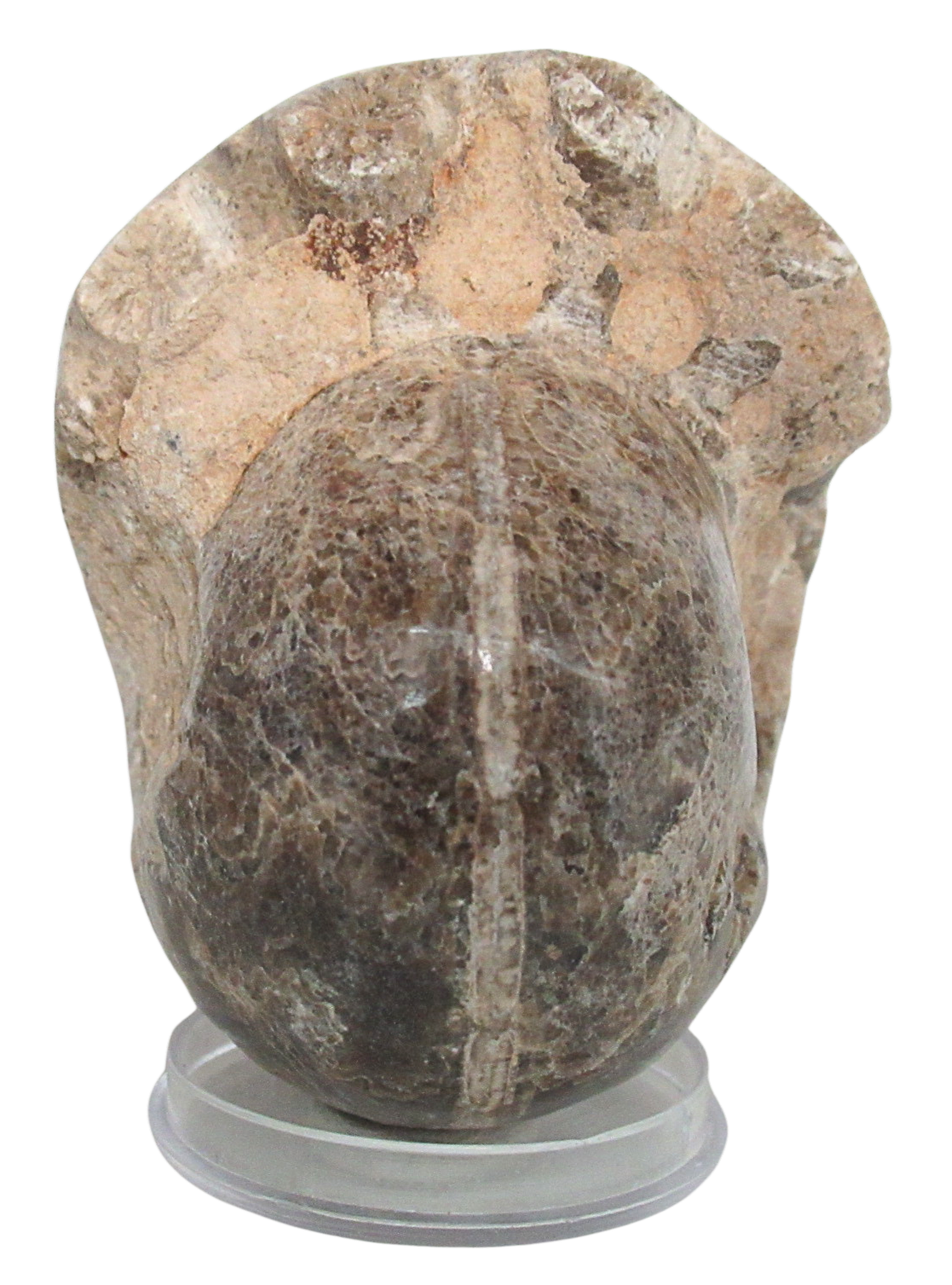 Vascoceras Ammonite Fossil For Sale Genuine Cretaceous Fossils 23b | Fossils for Sale Vascoceras Ammonite Fossil For Sale Genuine Cretaceous Fossils 23b