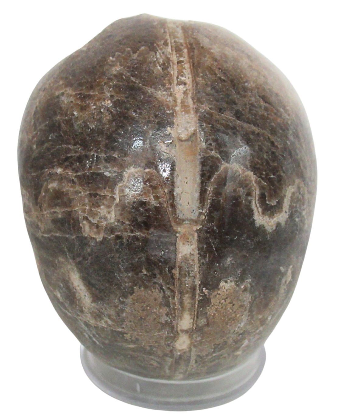 Vascoceras Ammonite Fossil For Sale Genuine Cretaceous Fossils 23c | Fossils for Sale Vascoceras Ammonite Fossil For Sale Genuine Cretaceous Fossils 23c