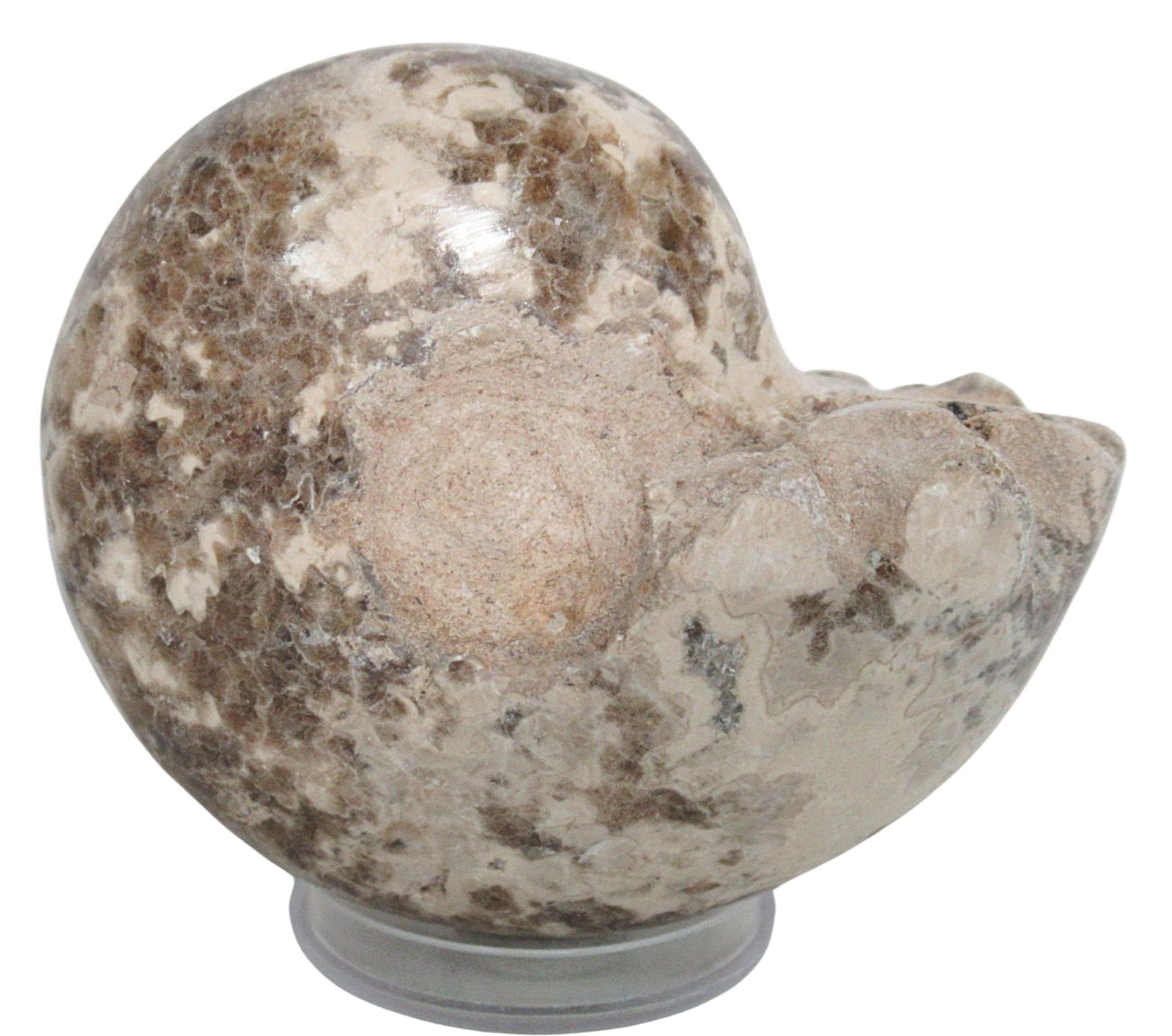 Vascoceras Ammonite Fossil For Sale Genuine Cretaceous Fossils 24 | Fossils for Sale Vascoceras Ammonite Fossil For Sale Genuine Cretaceous Fossils 24