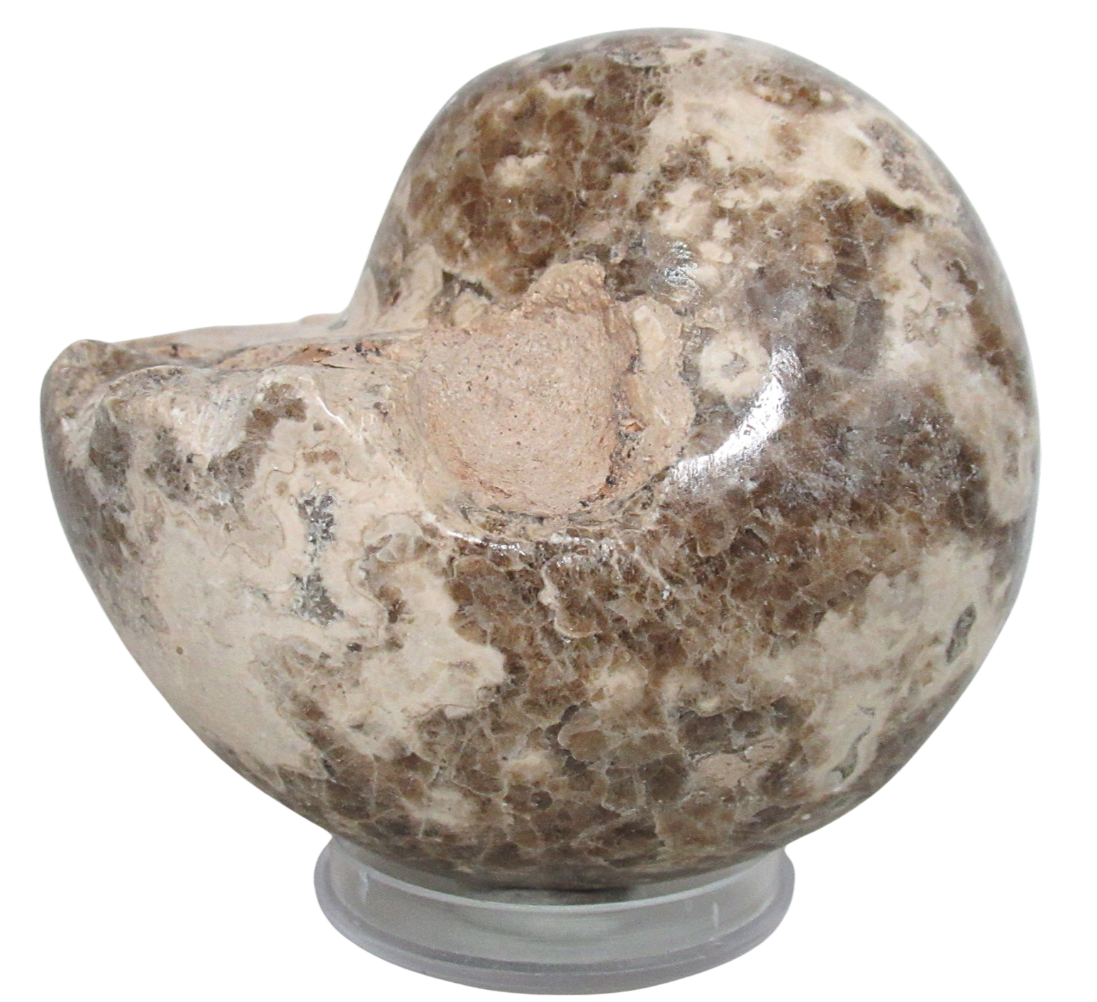 Vascoceras Ammonite Fossil For Sale Genuine Cretaceous Fossils 24a | Fossils for Sale Vascoceras Ammonite Fossil For Sale Genuine Cretaceous Fossils 24a