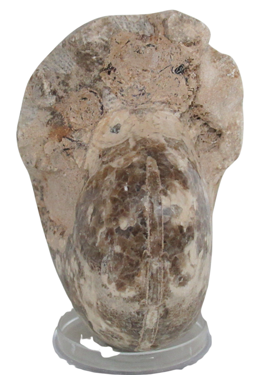 Vascoceras Ammonite Fossil For Sale Genuine Cretaceous Fossils 24b | Fossils for Sale Vascoceras Ammonite Fossil For Sale Genuine Cretaceous Fossils 24b