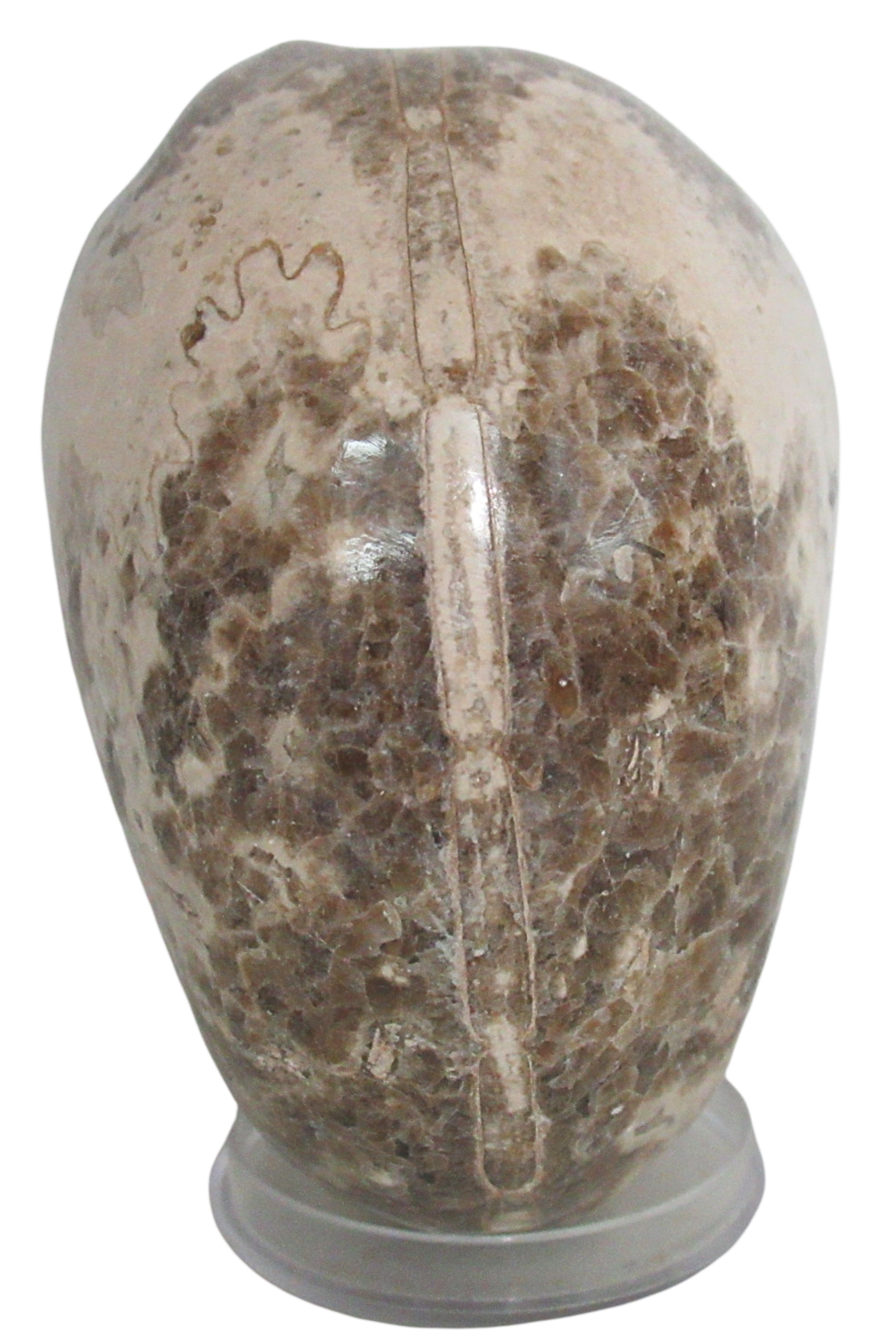 Vascoceras Ammonite Fossil For Sale Genuine Cretaceous Fossils 24c | Fossils for Sale Vascoceras Ammonite Fossil For Sale Genuine Cretaceous Fossils 24c