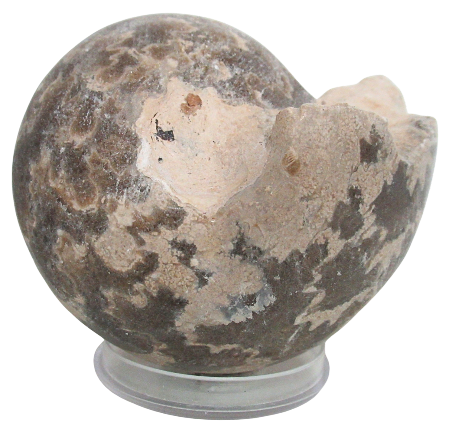 Vascoceras Ammonite Fossil For Sale Genuine Cretaceous Fossils 25 | Fossils for Sale Vascoceras Ammonite Fossil For Sale Genuine Cretaceous Fossils 25