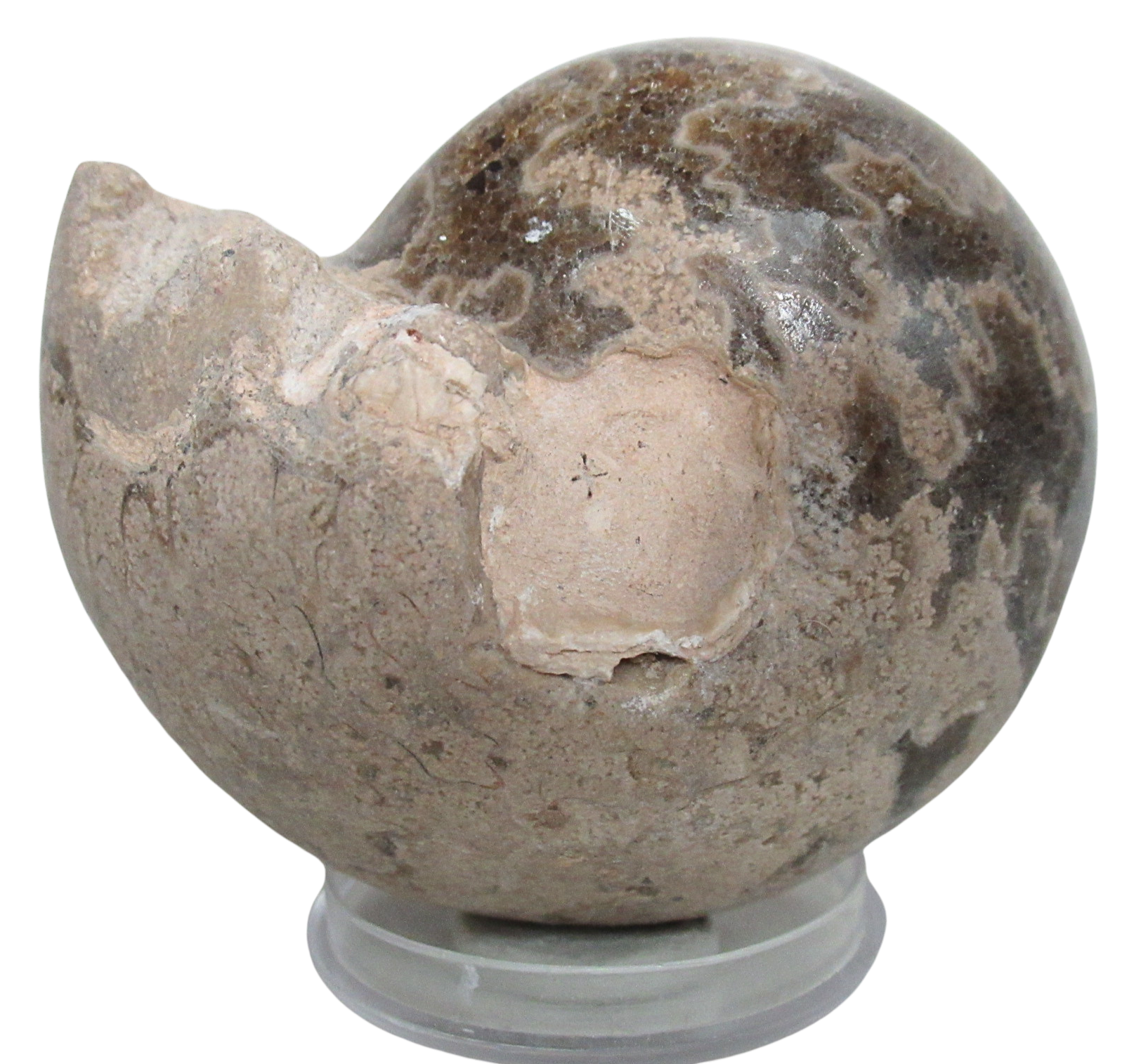 Vascoceras Ammonite Fossil For Sale Genuine Cretaceous Fossils 25a | Fossils for Sale Vascoceras Ammonite Fossil For Sale Genuine Cretaceous Fossils 25a