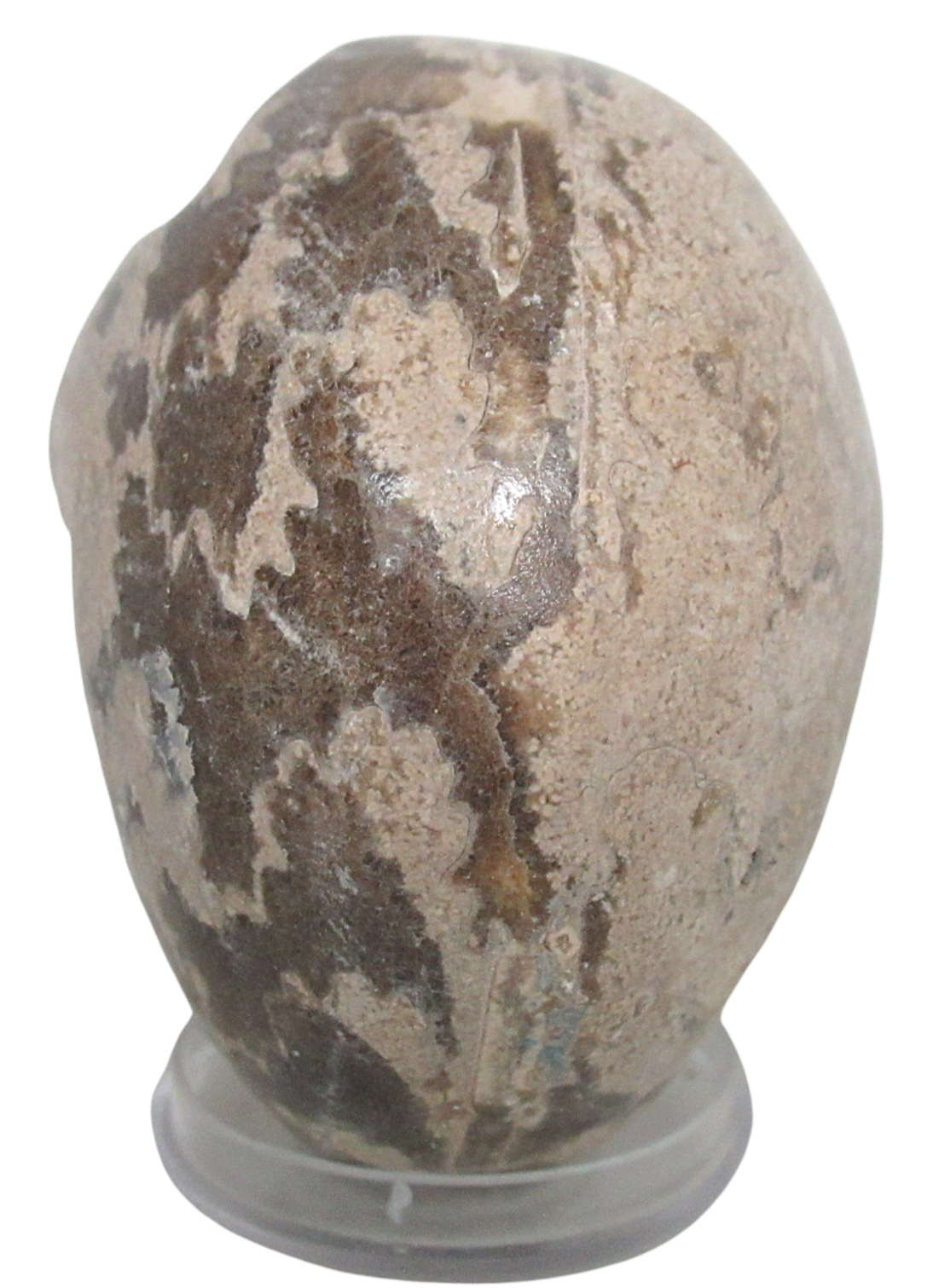 Vascoceras Ammonite Fossil For Sale Genuine Cretaceous Fossils 25c | Fossils for Sale Vascoceras Ammonite Fossil For Sale Genuine Cretaceous Fossils 25c