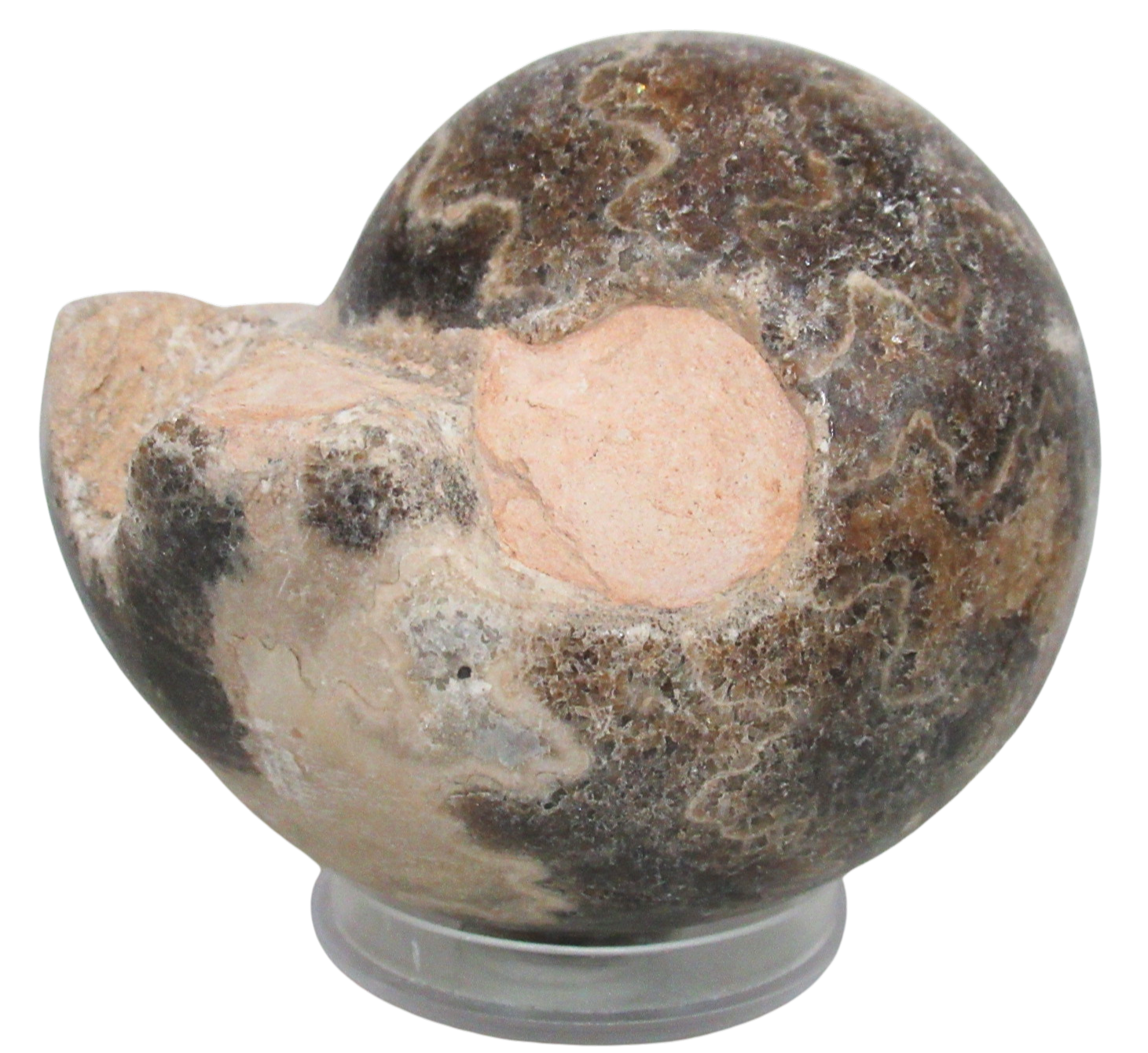 Vascoceras Ammonite Fossil For Sale Genuine Cretaceous Fossils 27a | Fossils for Sale Vascoceras Ammonite Fossil For Sale Genuine Cretaceous Fossils 27a