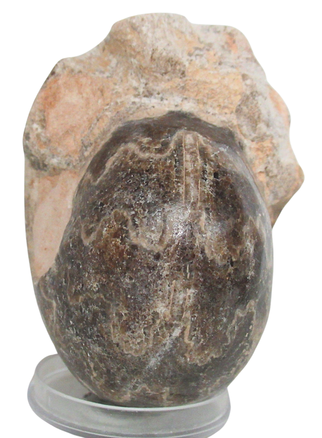 Vascoceras Ammonite Fossil For Sale Genuine Cretaceous Fossils 27b | Fossils for Sale Vascoceras Ammonite Fossil For Sale Genuine Cretaceous Fossils 27b