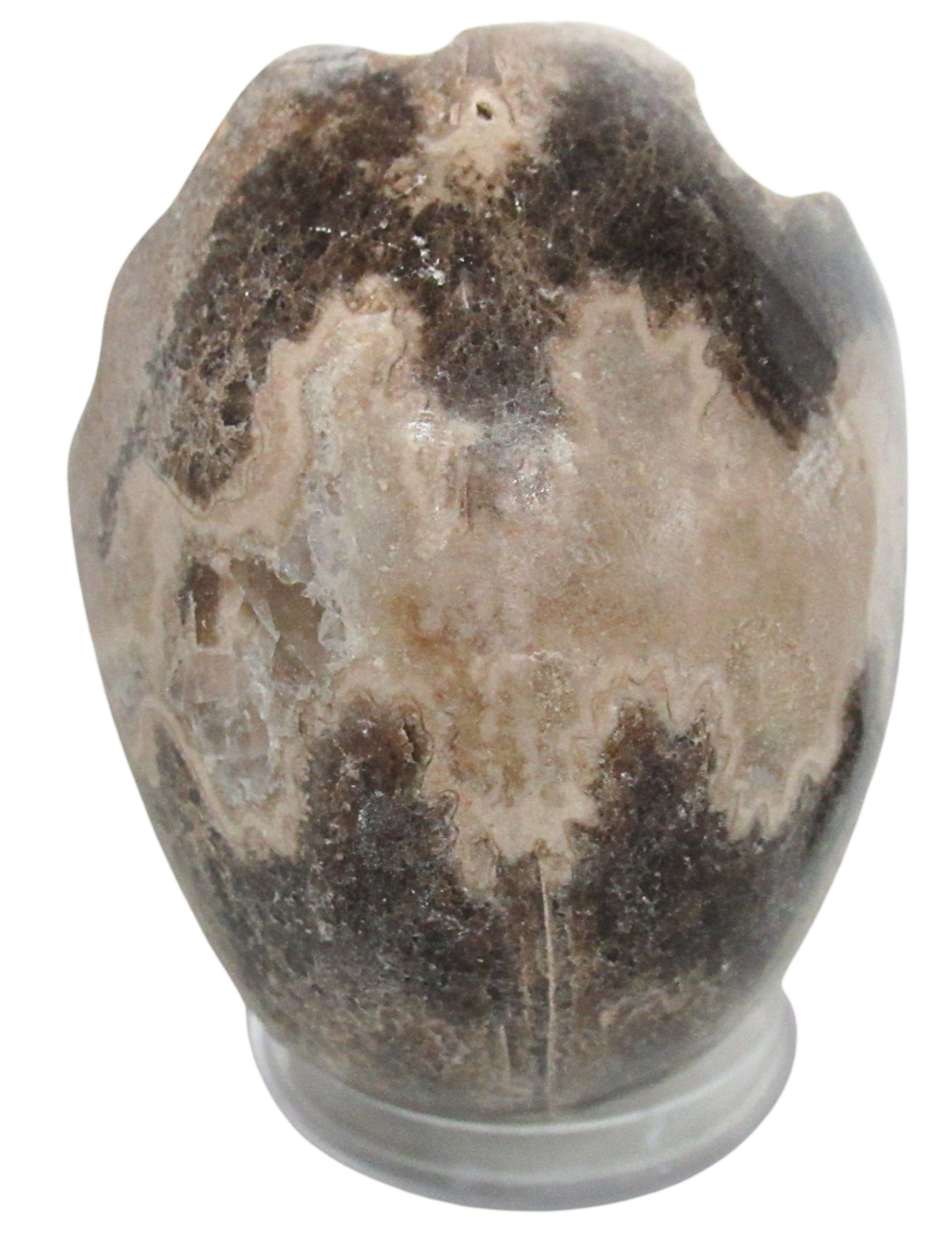 Vascoceras Ammonite Fossil For Sale Genuine Cretaceous Fossils 27c | Fossils for Sale Vascoceras Ammonite Fossil For Sale Genuine Cretaceous Fossils 27c
