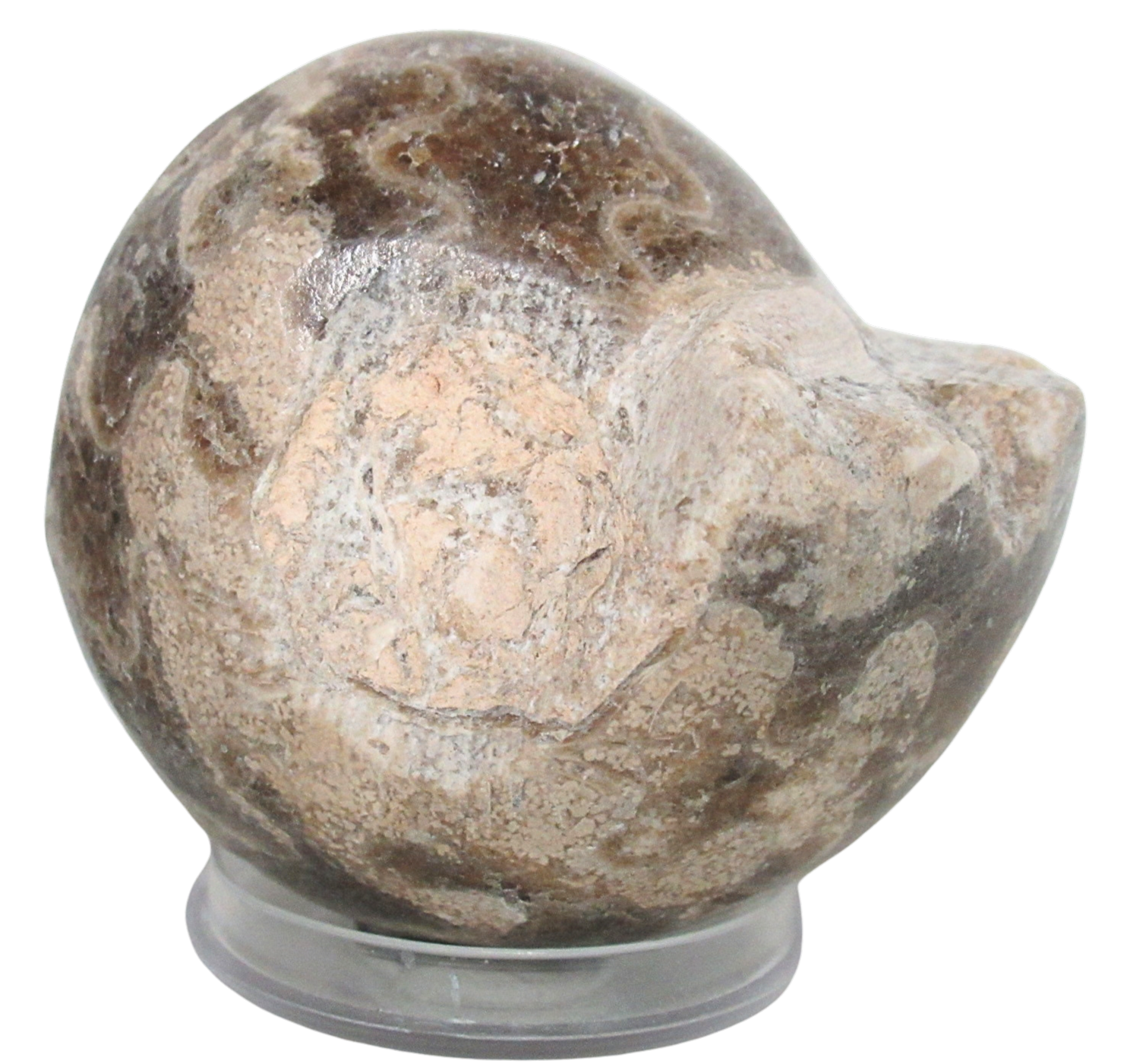 Vascoceras Ammonite Fossil For Sale Genuine Cretaceous Fossils 28 | Fossils for Sale Vascoceras Ammonite Fossil For Sale Genuine Cretaceous Fossils 28