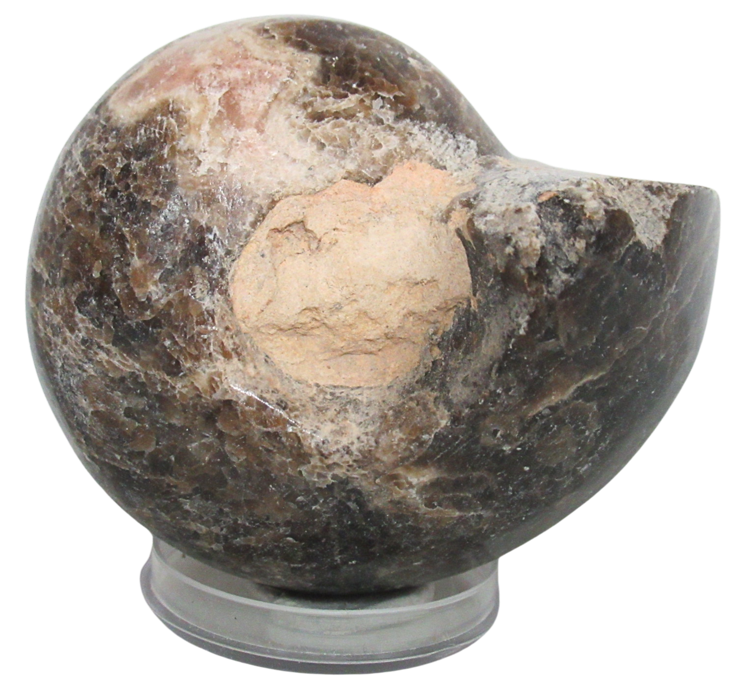 Vascoceras Ammonite Fossil For Sale Genuine Cretaceous Fossils 28 | Fossils for Sale Vascoceras Ammonite Fossil For Sale Genuine Cretaceous Fossils 28