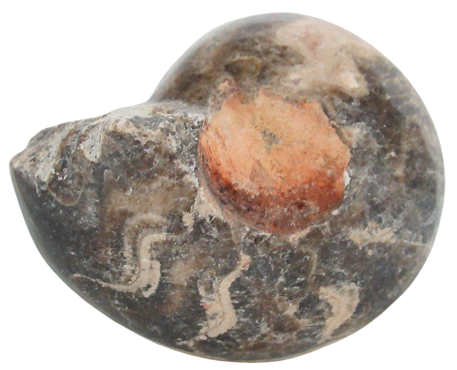 Vascoceras Ammonite Fossil For Sale Genuine Cretaceous Fossils 28a | Fossils for Sale Vascoceras Ammonite Fossil For Sale Genuine Cretaceous Fossils 28a