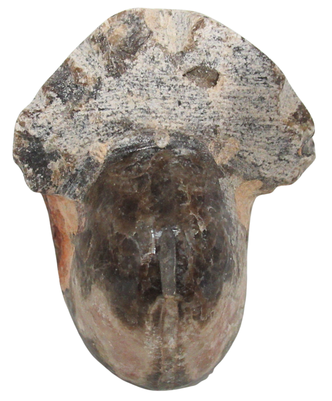 Vascoceras Ammonite Fossil For Sale Genuine Cretaceous Fossils 28b | Fossils for Sale Vascoceras Ammonite Fossil For Sale Genuine Cretaceous Fossils 28b
