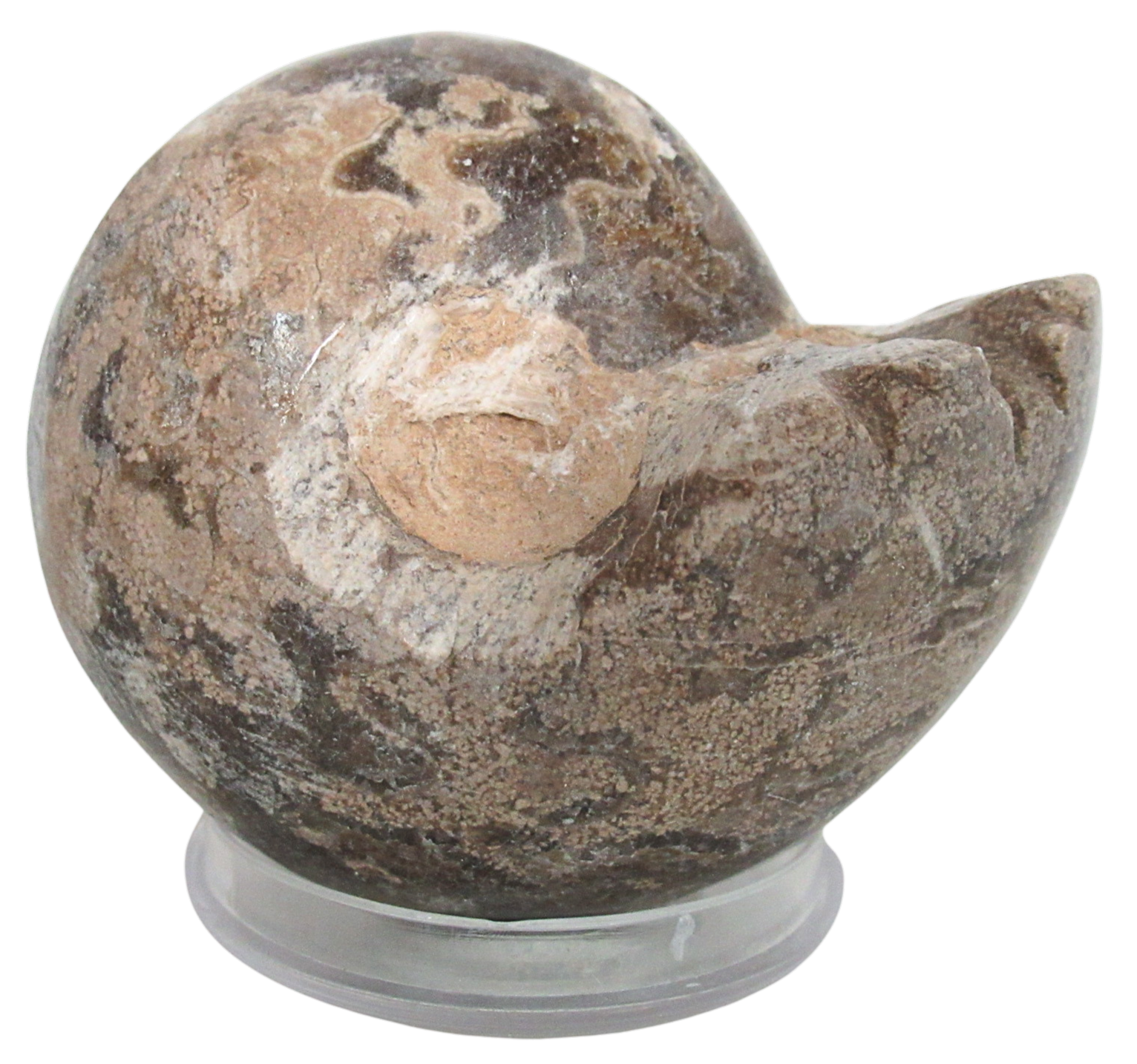 Vascoceras Ammonite Fossil For Sale Genuine Cretaceous Fossils 29 | Fossils for Sale Vascoceras Ammonite Fossil For Sale Genuine Cretaceous Fossils 29