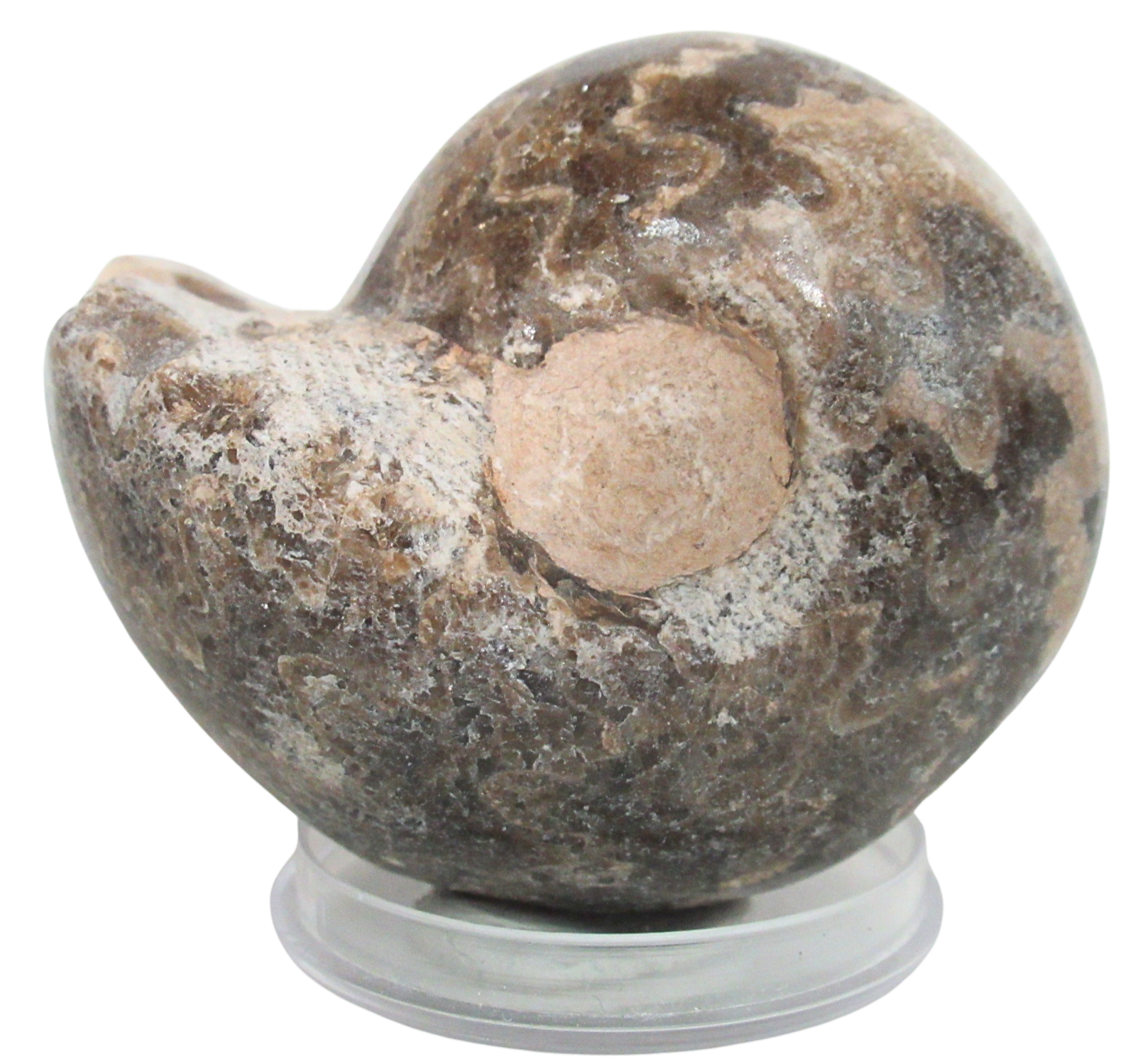 Vascoceras Ammonite Fossil For Sale Genuine Cretaceous Fossils 29a | Fossils for Sale Vascoceras Ammonite Fossil For Sale Genuine Cretaceous Fossils 29a