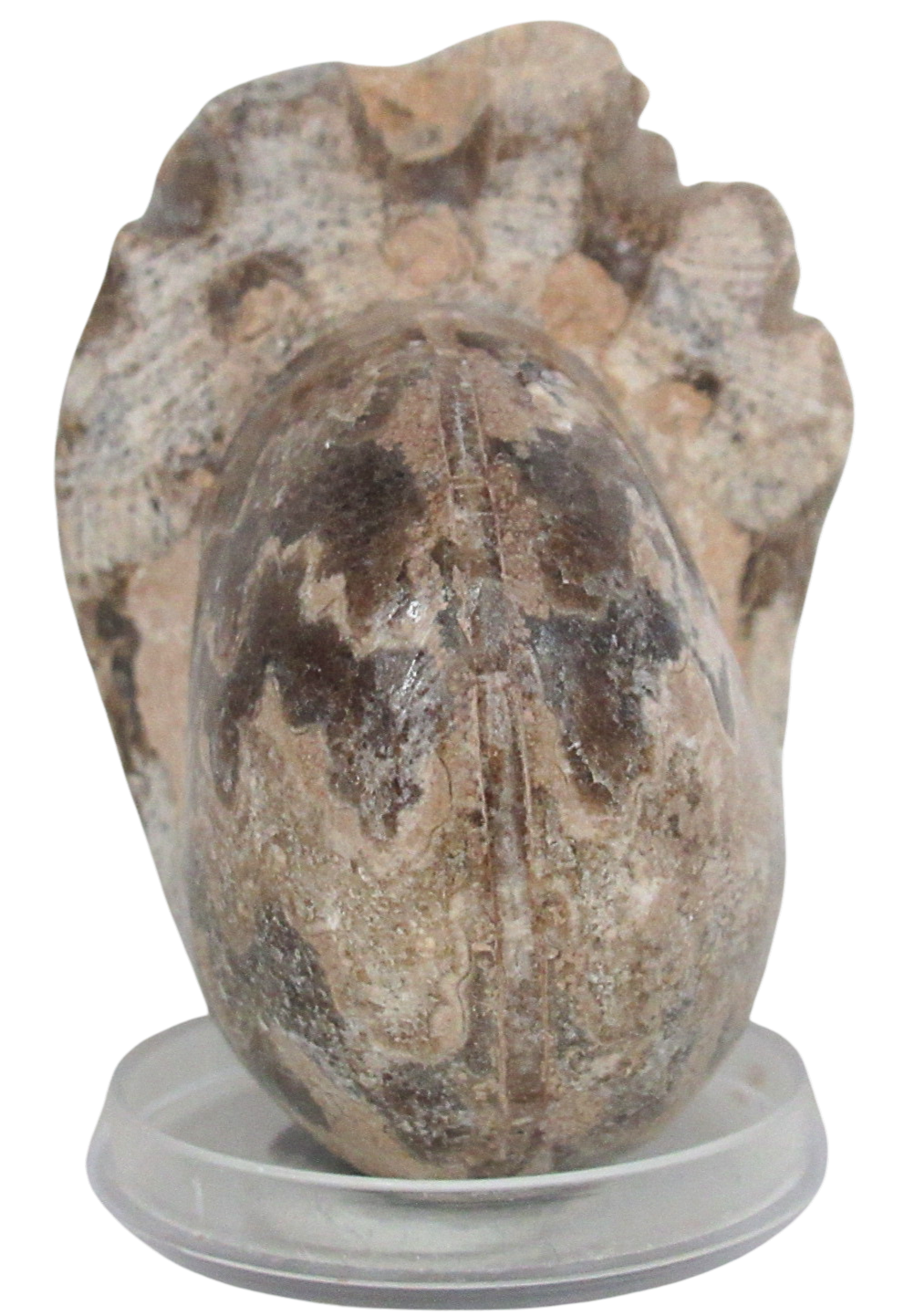 Vascoceras Ammonite Fossil For Sale Genuine Cretaceous Fossils 29b | Fossils for Sale Vascoceras Ammonite Fossil For Sale Genuine Cretaceous Fossils 29b