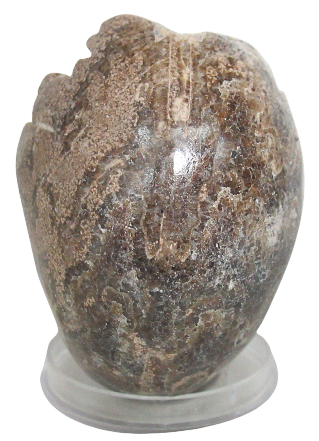 Vascoceras Ammonite Fossil For Sale Genuine Cretaceous Fossils 29c | Fossils for Sale Vascoceras Ammonite Fossil For Sale Genuine Cretaceous Fossils 29c