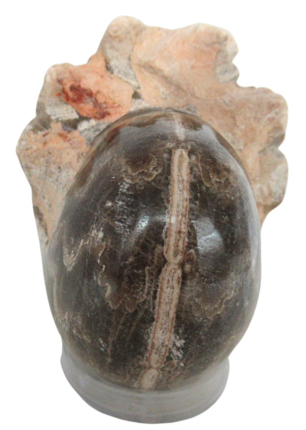 Vascoceras Ammonite Fossil For Sale Genuine Cretaceous Fossils 2b | Fossils for Sale Vascoceras Ammonite Fossil For Sale Genuine Cretaceous Fossils 2b