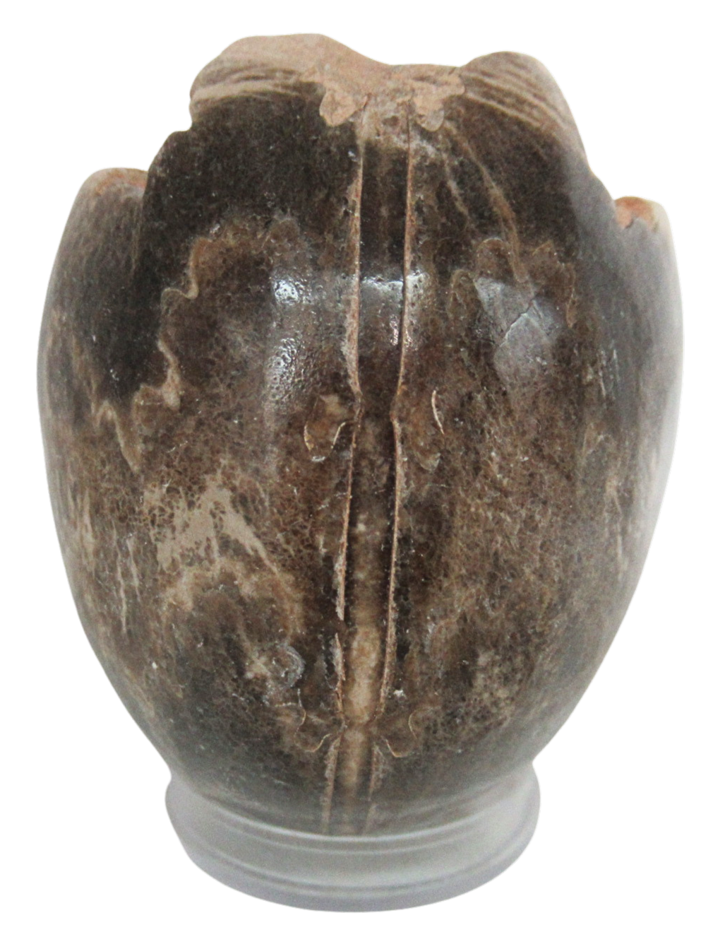 Vascoceras Ammonite Fossil For Sale Genuine Cretaceous Fossils 2c | Fossils for Sale Vascoceras Ammonite Fossil For Sale Genuine Cretaceous Fossils 2c