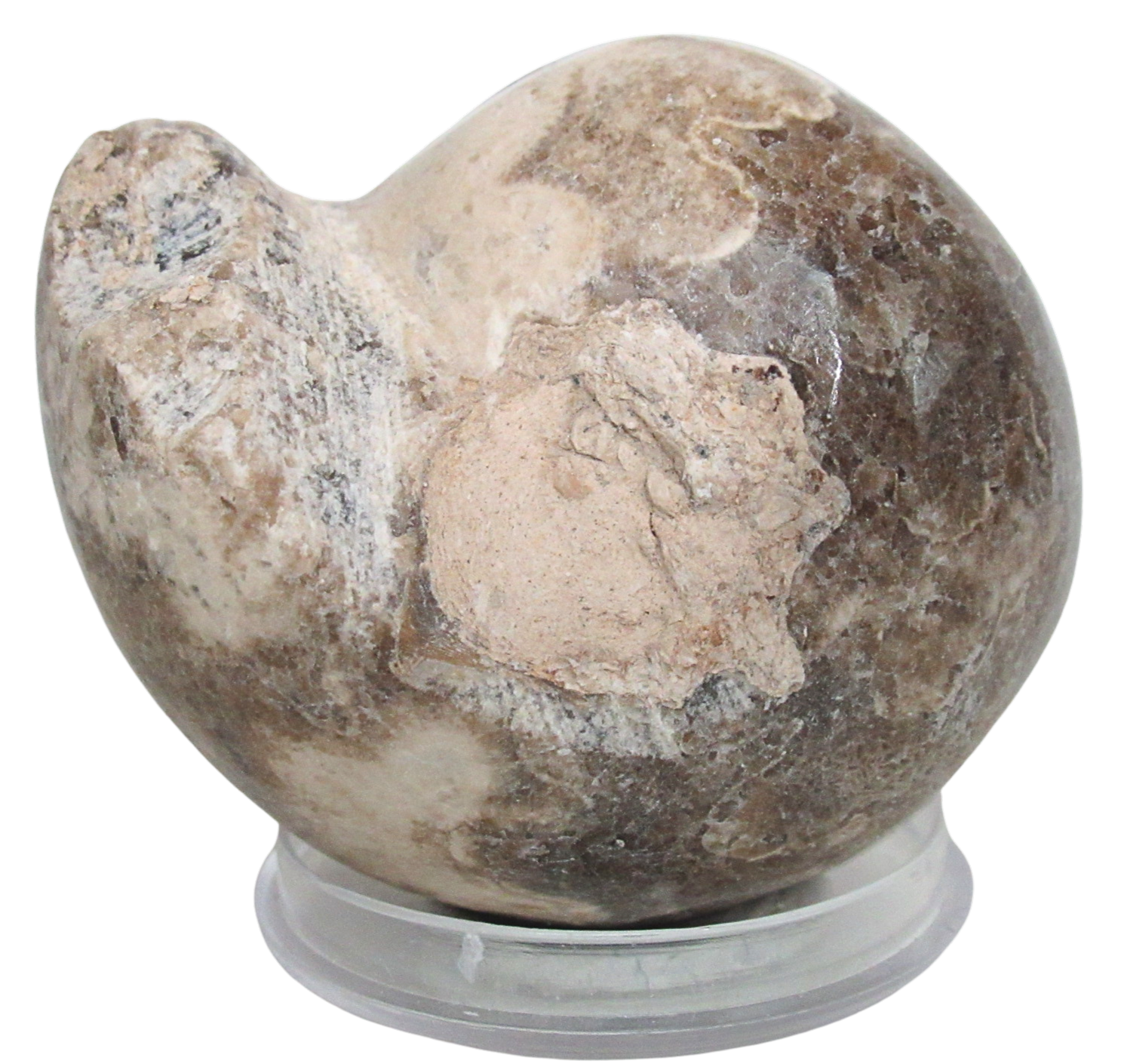 Vascoceras Ammonite Fossil For Sale Genuine Cretaceous Fossils 30a | Fossils for Sale Vascoceras Ammonite Fossil For Sale Genuine Cretaceous Fossils 30a