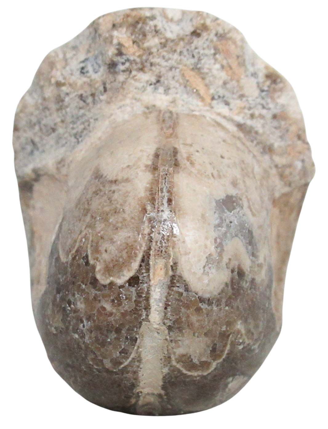 Vascoceras Ammonite Fossil For Sale Genuine Cretaceous Fossils 30b | Fossils for Sale Vascoceras Ammonite Fossil For Sale Genuine Cretaceous Fossils 30b