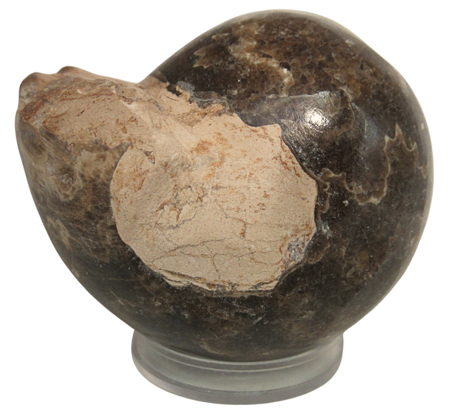 Vascoceras Ammonite Fossil For Sale Genuine Cretaceous Fossils 3a | Fossils for Sale Vascoceras Ammonite Fossil For Sale Genuine Cretaceous Fossils 3a