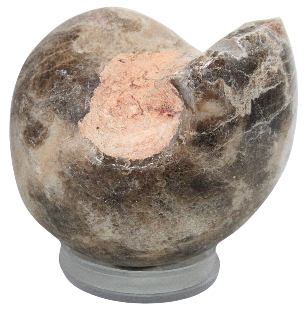 Vascoceras Ammonite Fossil For Sale Genuine Cretaceous Fossils 4 | Fossils for Sale Vascoceras Ammonite Fossil For Sale Genuine Cretaceous Fossils 4