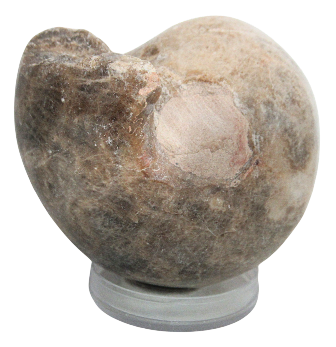 Vascoceras Ammonite Fossil For Sale Genuine Cretaceous Fossils 4a | Fossils for Sale Vascoceras Ammonite Fossil For Sale Genuine Cretaceous Fossils 4a