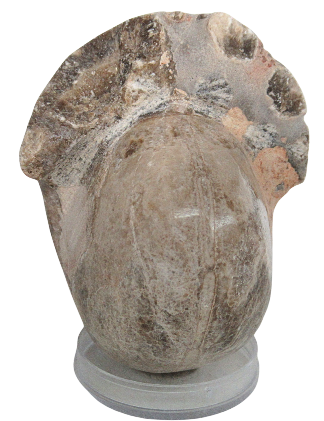 Vascoceras Ammonite Fossil For Sale Genuine Cretaceous Fossils 4b | Fossils for Sale Vascoceras Ammonite Fossil For Sale Genuine Cretaceous Fossils 4b