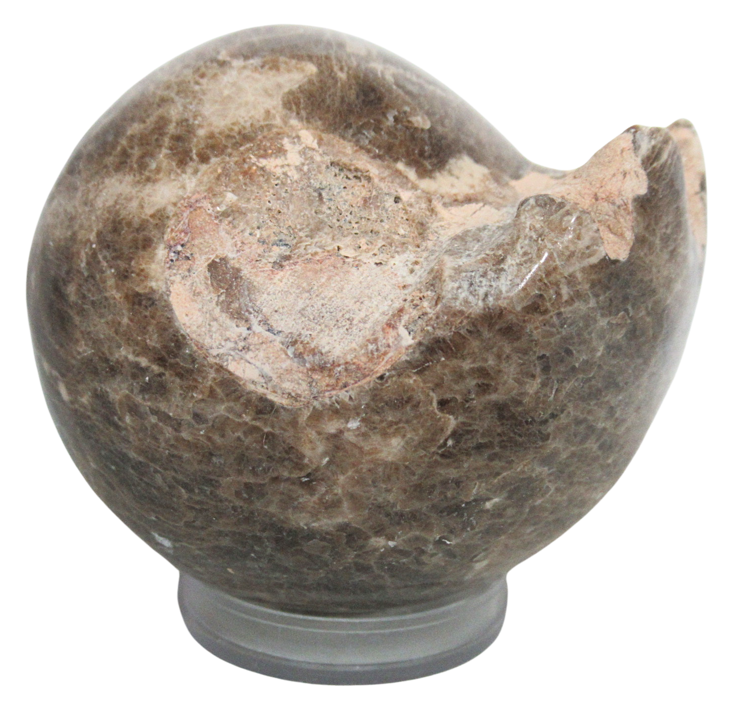 Vascoceras Ammonite Fossil For Sale Genuine Cretaceous Fossils 5 | Fossils for Sale Vascoceras Ammonite Fossil For Sale Genuine Cretaceous Fossils 5