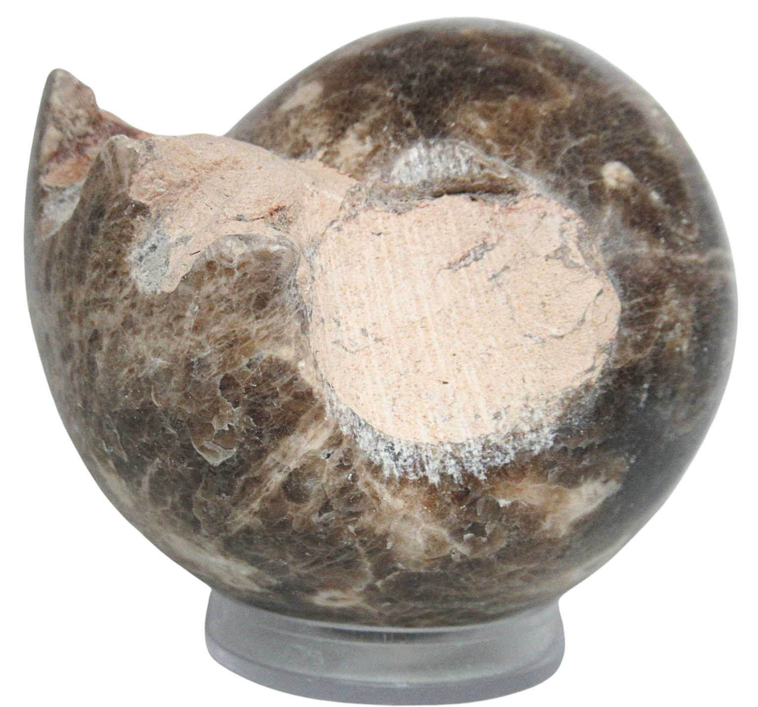 Vascoceras Ammonite Fossil For Sale Genuine Cretaceous Fossils 5a | Fossils for Sale Vascoceras Ammonite Fossil For Sale Genuine Cretaceous Fossils 5a